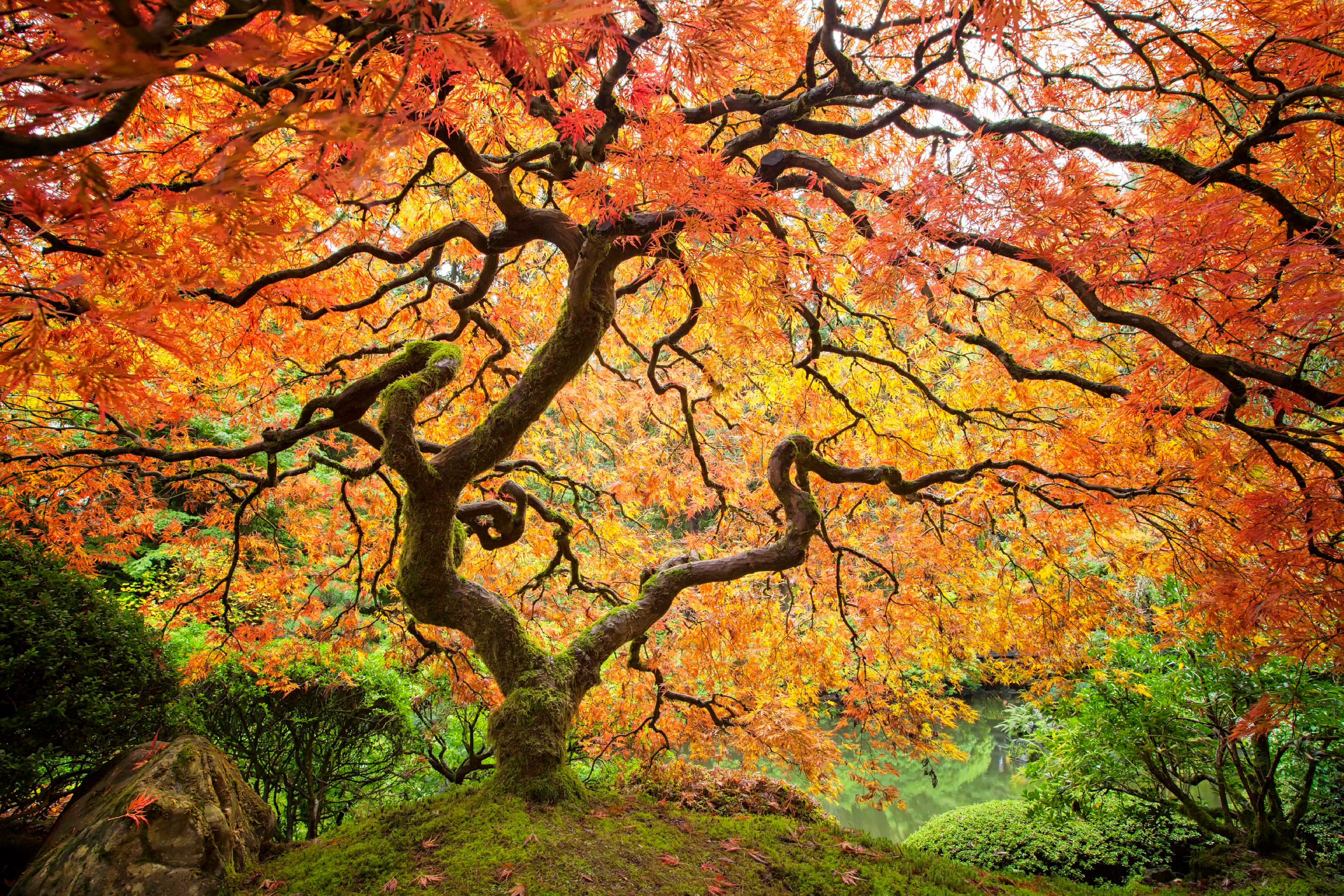 
        <div class='title'>
          Japanese  Maple  Portland  Oregon wkooif g9tk2c
        </div>
       
        <div class='description'>
          
        </div>
      
