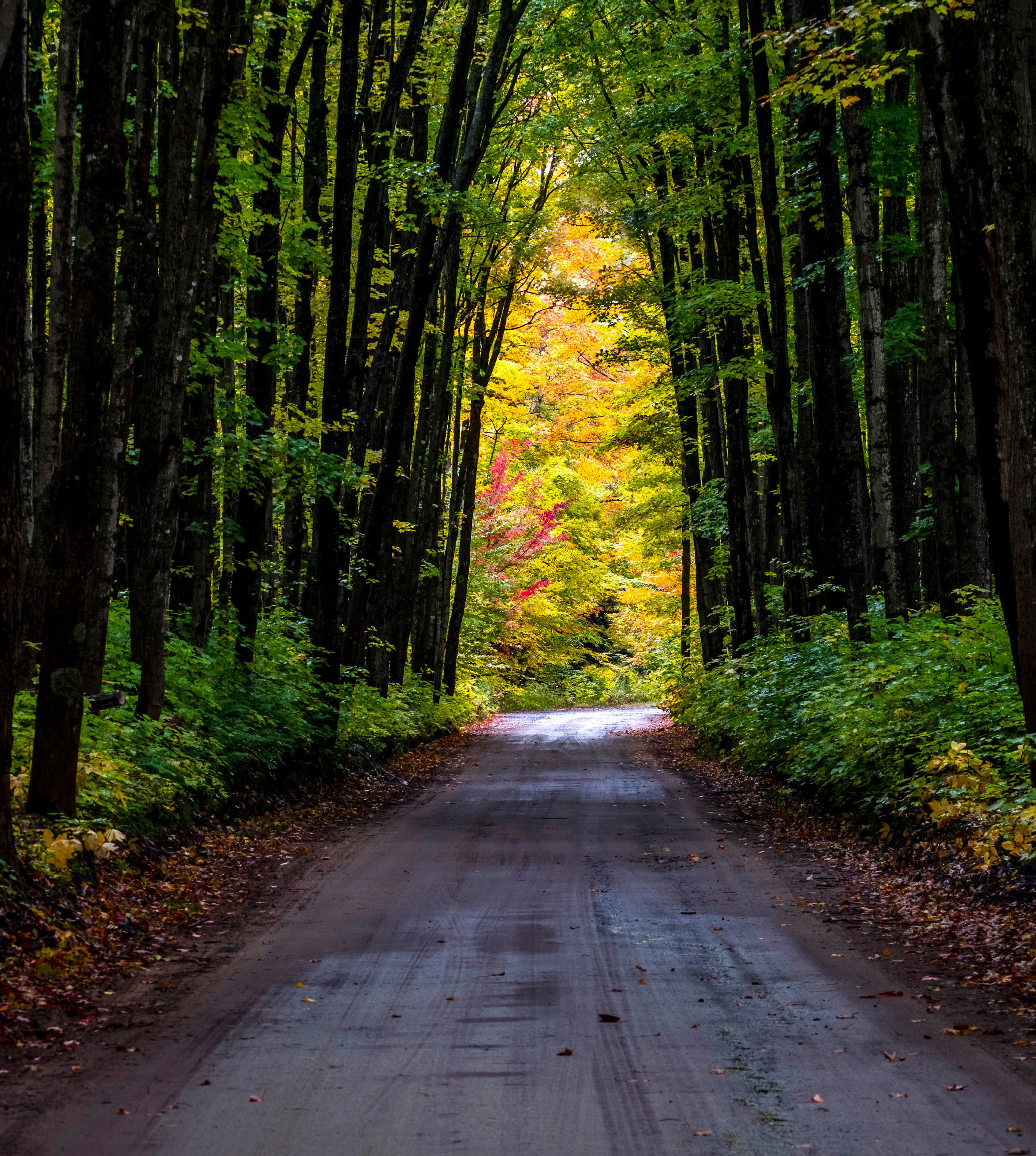
        <div class='title'>
          Fall  colors Michigan copy 2 xijyis zoqdl5
        </div>
       
        <div class='description'>
          
        </div>
      