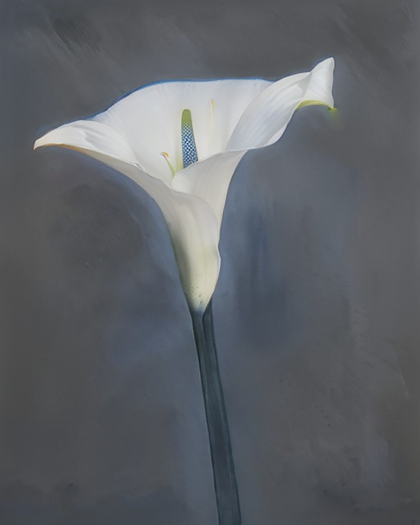 Consider the lily f6339 8x10 180 www5uw