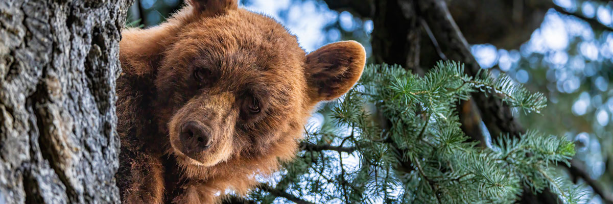 
        <div class='title'>
          bear peeking slider1
        </div>
       