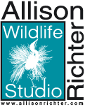 Allison Richter Wildlife Studio