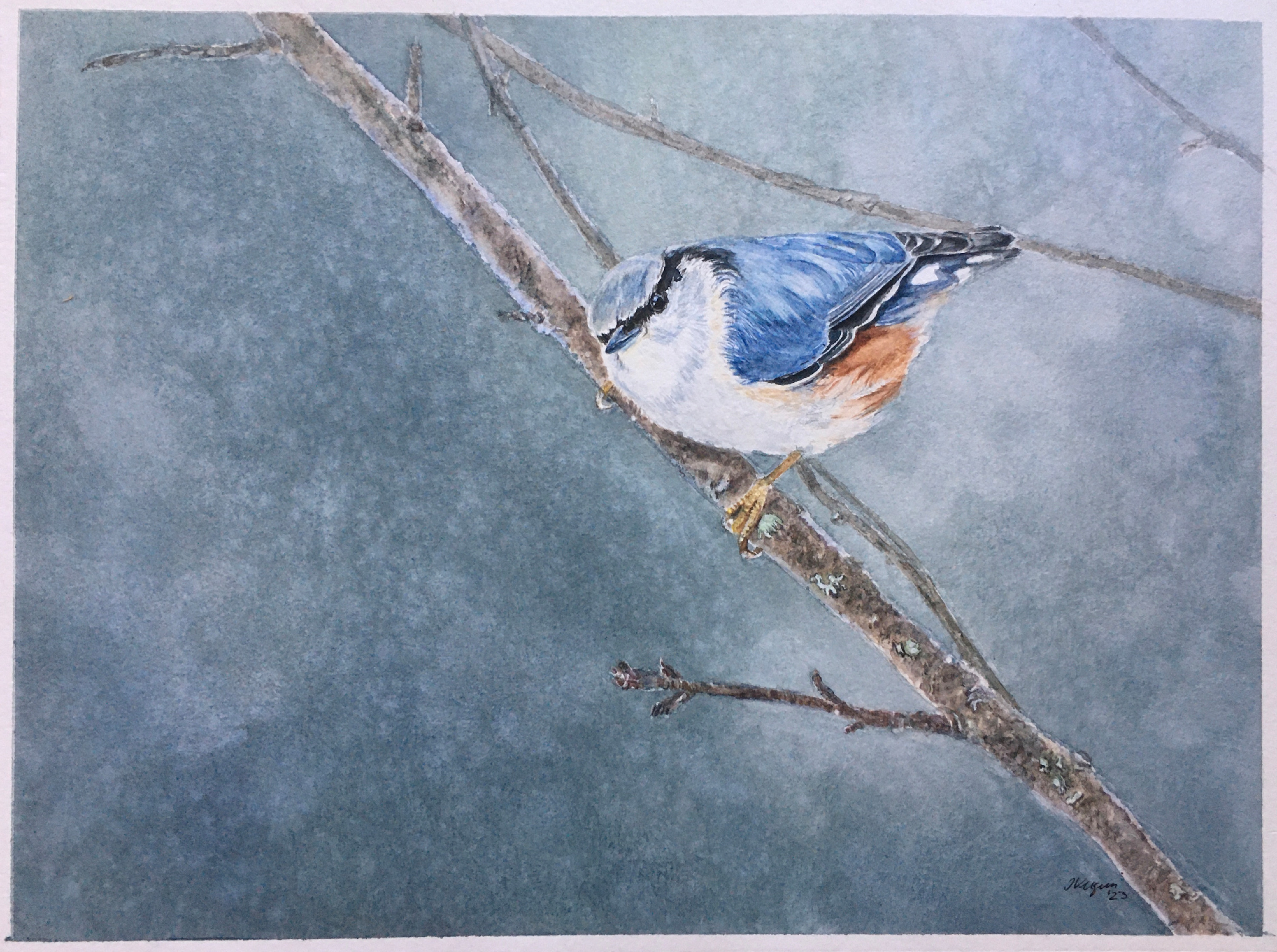 Nuthatch painting aaewdp