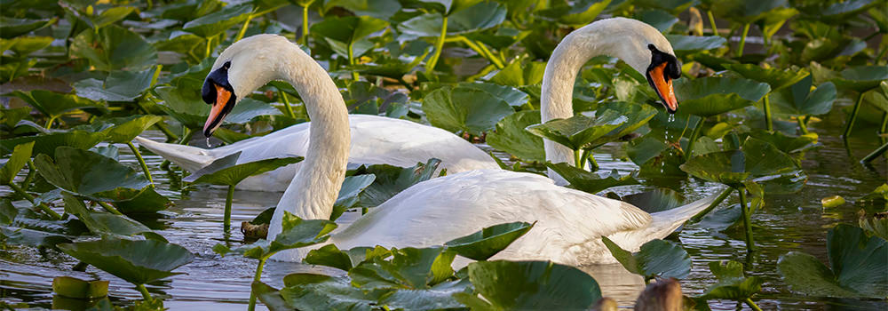 
        <div class='title'>
          Mute Swan Pair Lake Morton banner 1000x350
        </div>
       