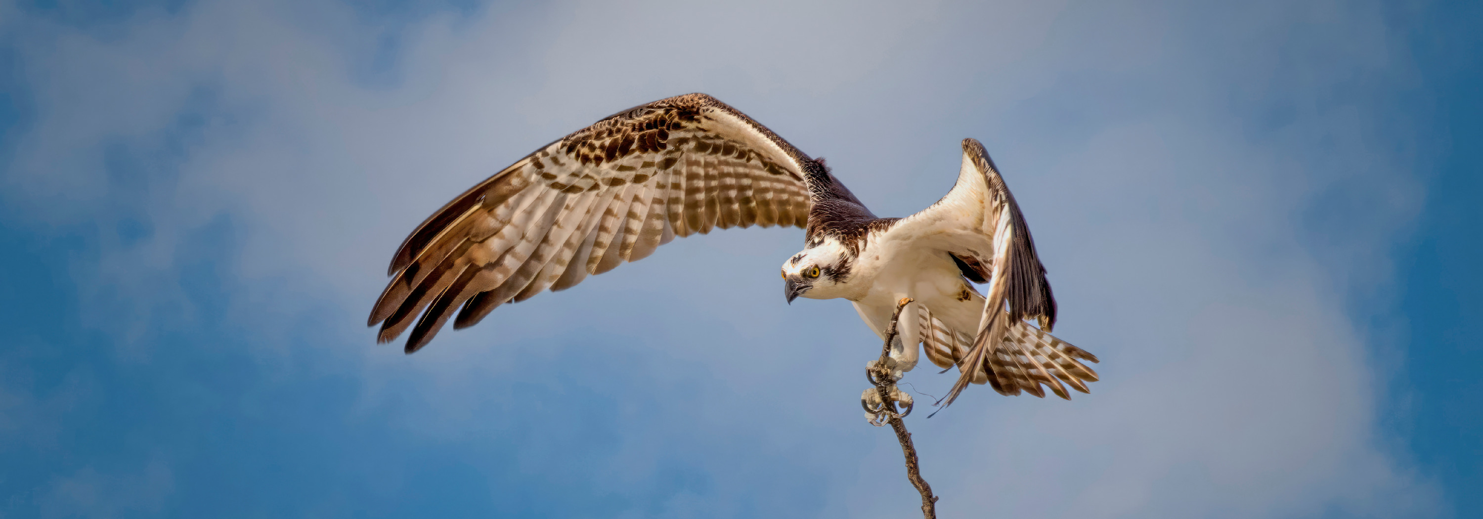 
        <div class='title'>
          Osprey Nest Building banner 1000x350
        </div>
       
