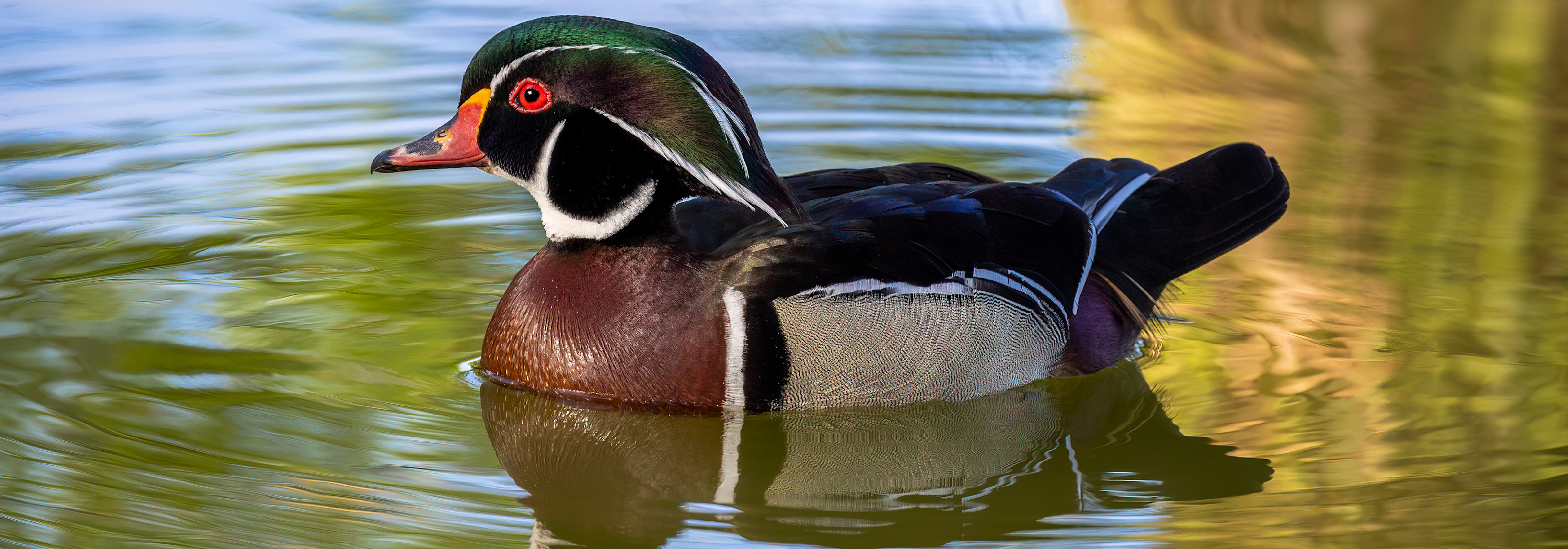 
        <div class='title'>
          wood duck banner 1000x350
        </div>
       