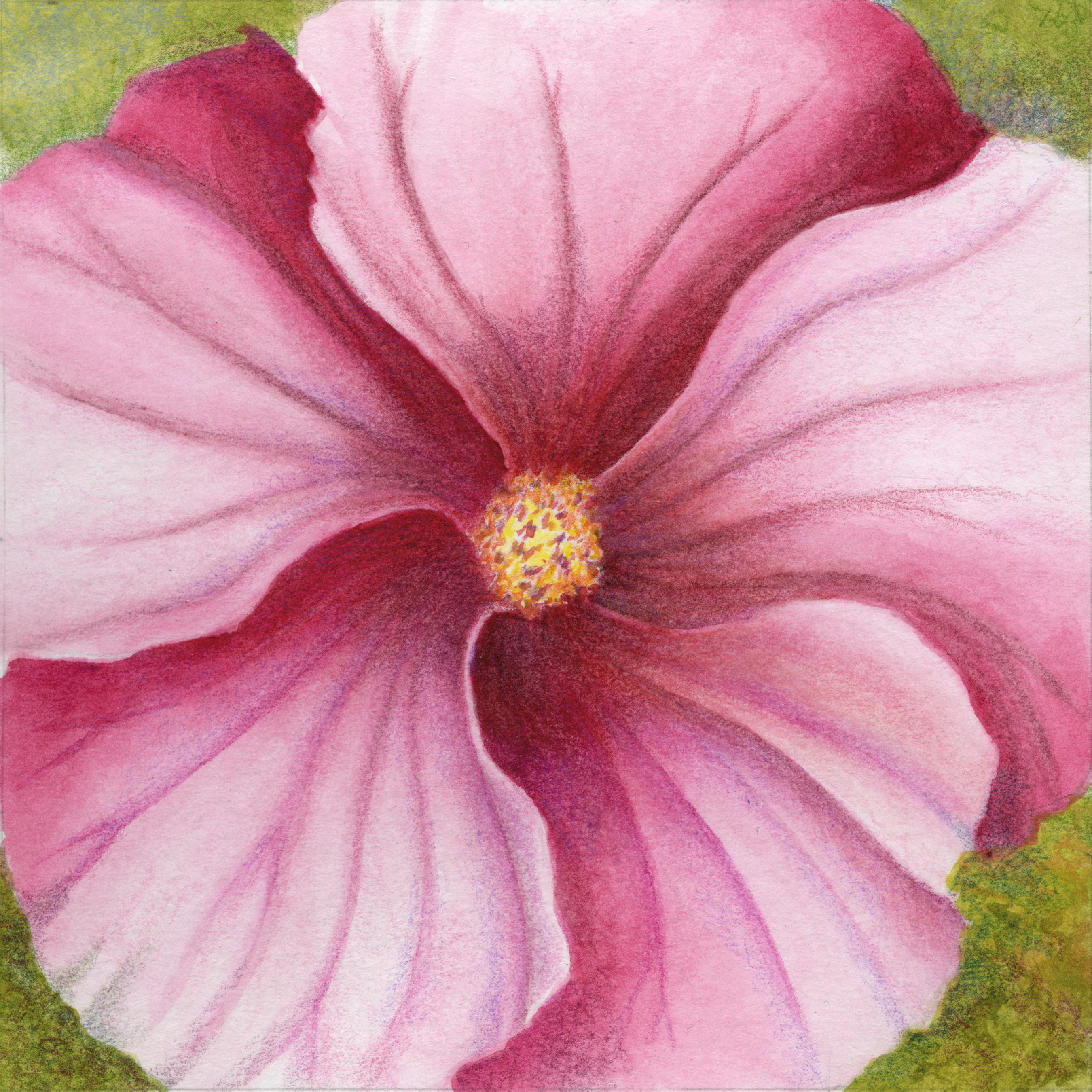 221213 cherry latte hibiscus centered 9x9 pf0y4s