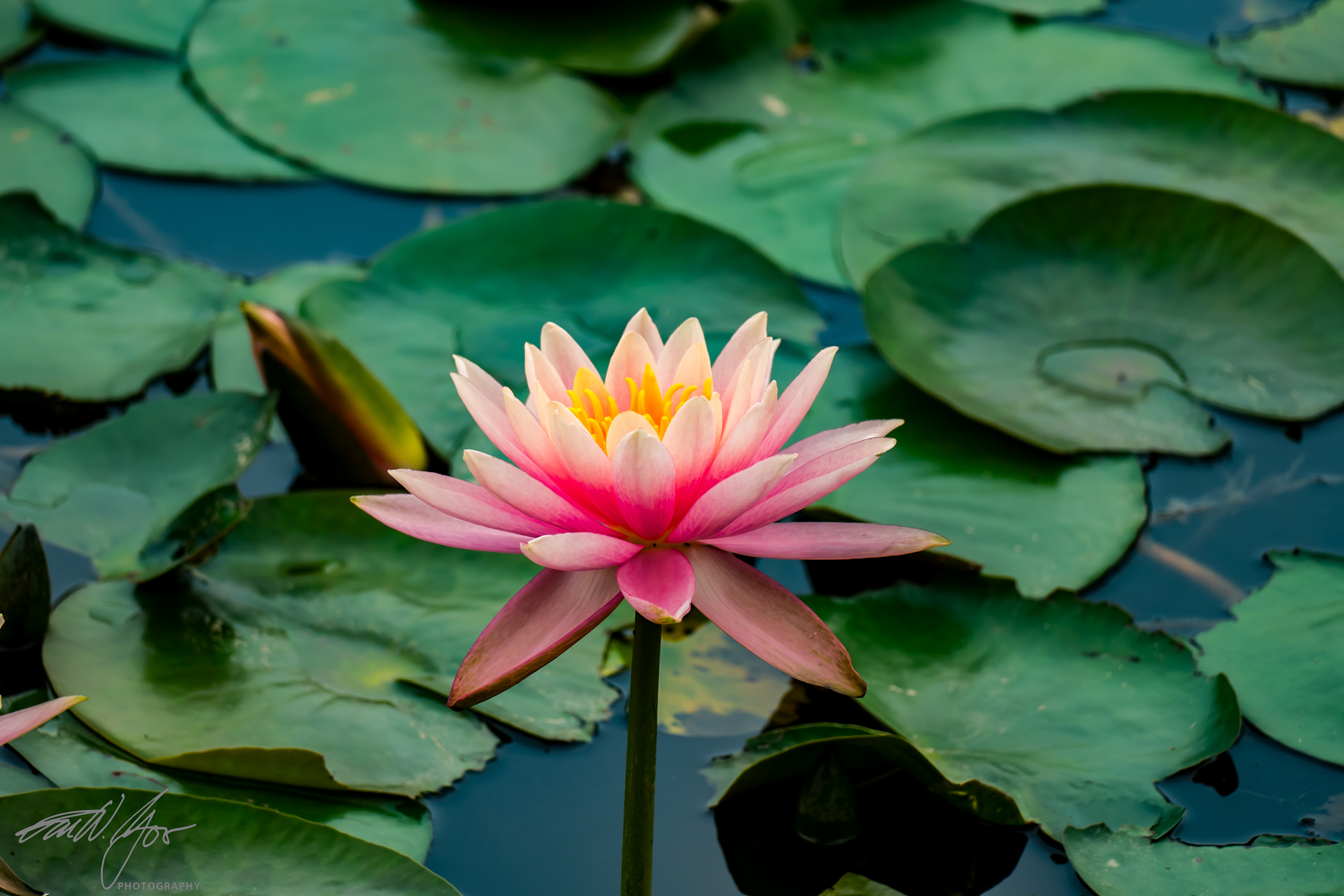 
        <div class='title'>
          Ron Yoo Lotus Lantern
        </div>
       
        <div class='description'>
          
        </div>
      