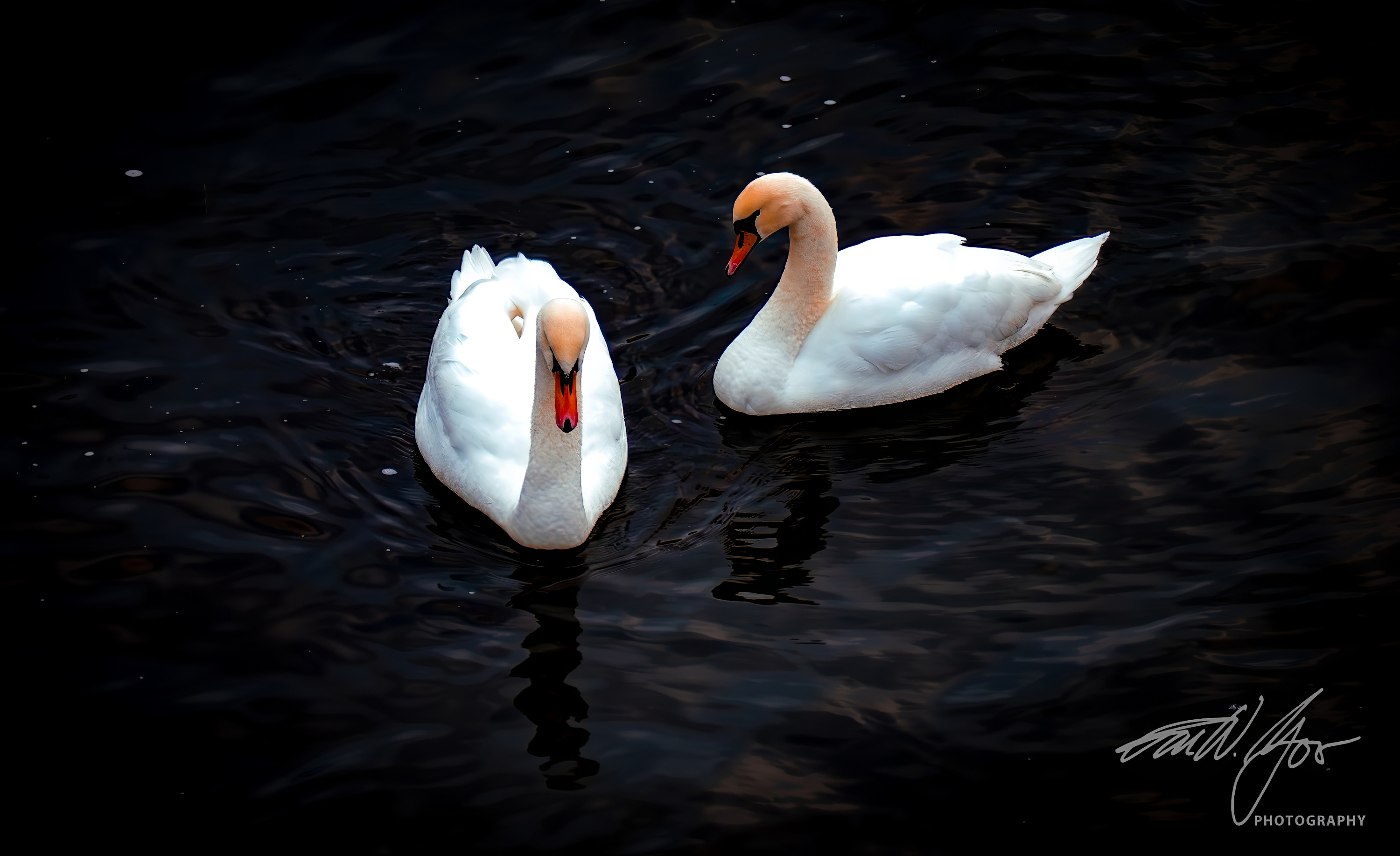 
        <div class='title'>
          Black Swan Lake 2
        </div>
       
        <div class='description'>
          
        </div>
      