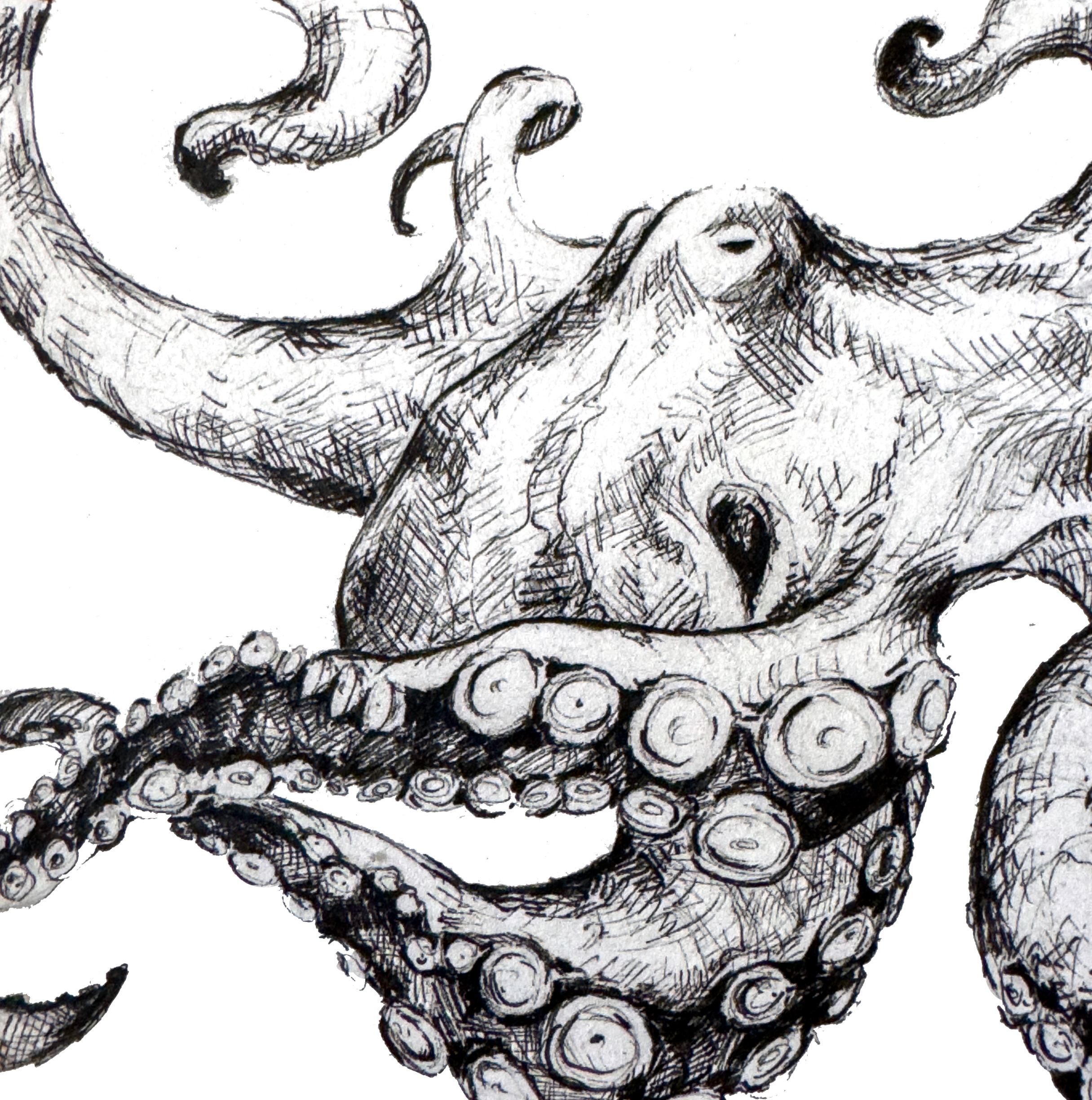 Octopus fapqpt