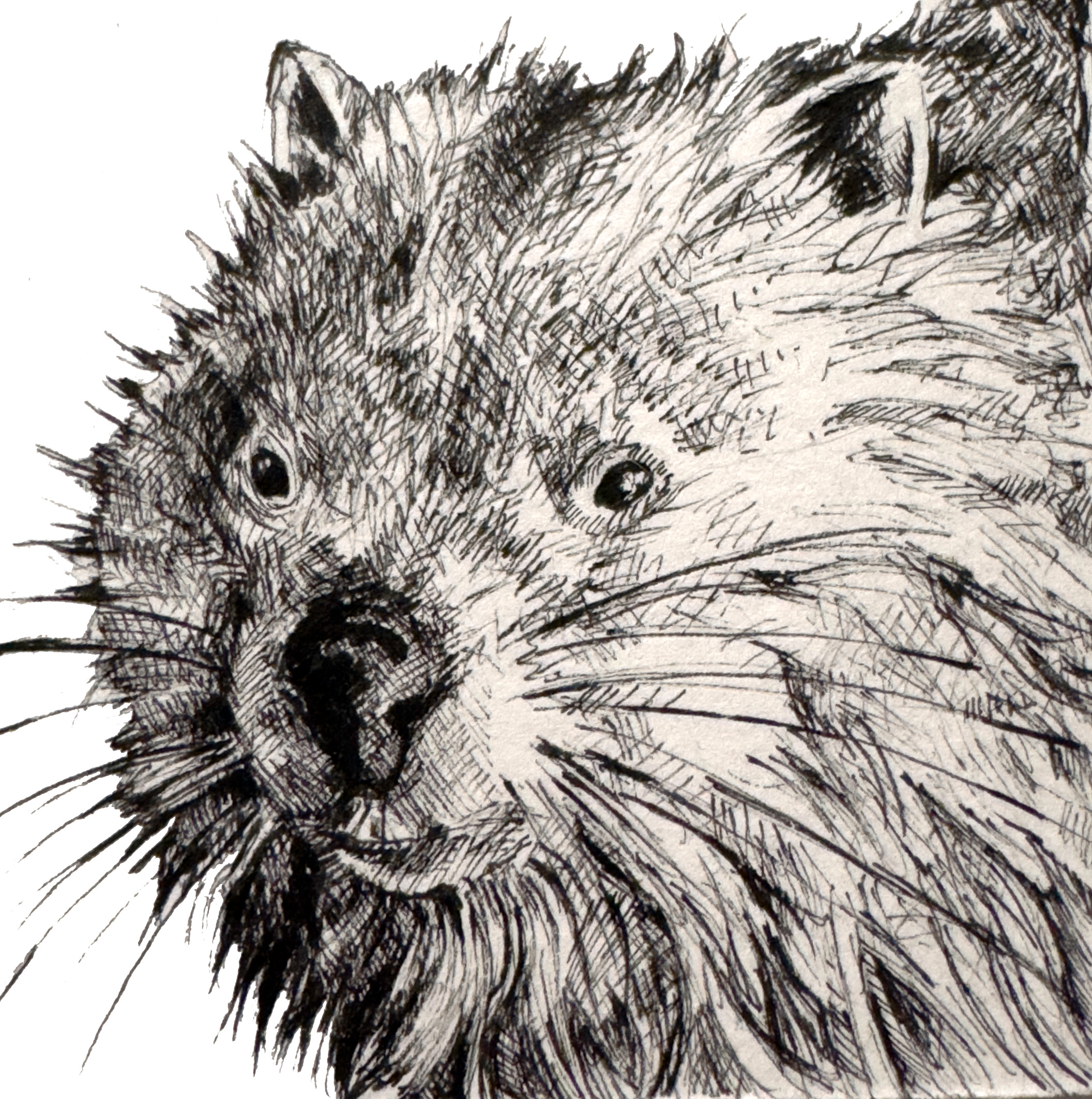 Wombat nzirag