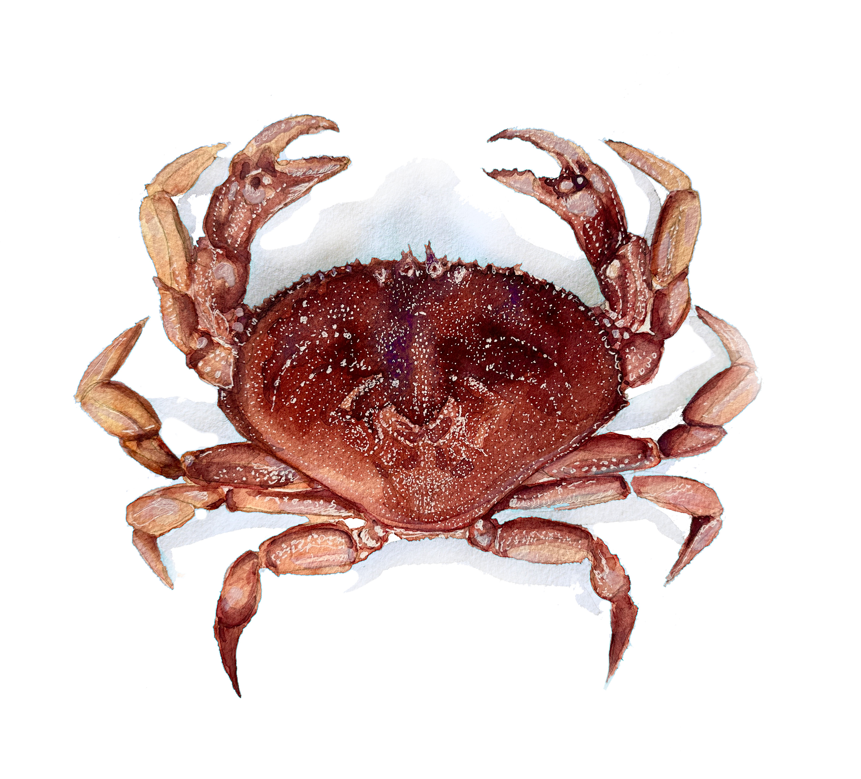 
        <div class='title'>
          Dungeness adult
        </div>
       
        <div class='description'>
          
        </div>
      