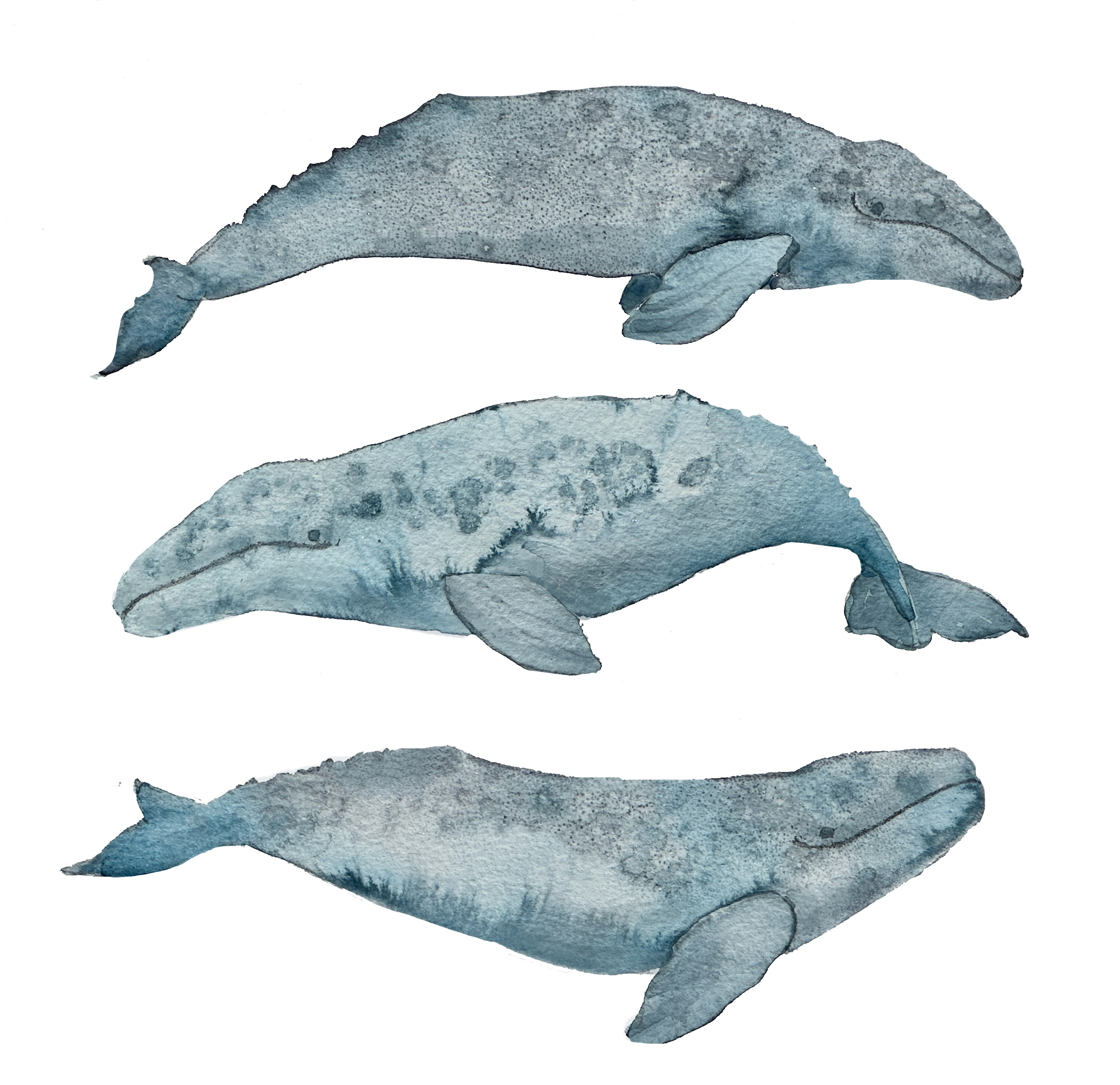 
        <div class='title'>
          TreyGrey
        </div>
       
        <div class='description'>
          
        </div>
      