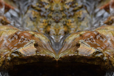 Wolphelan Photo Art