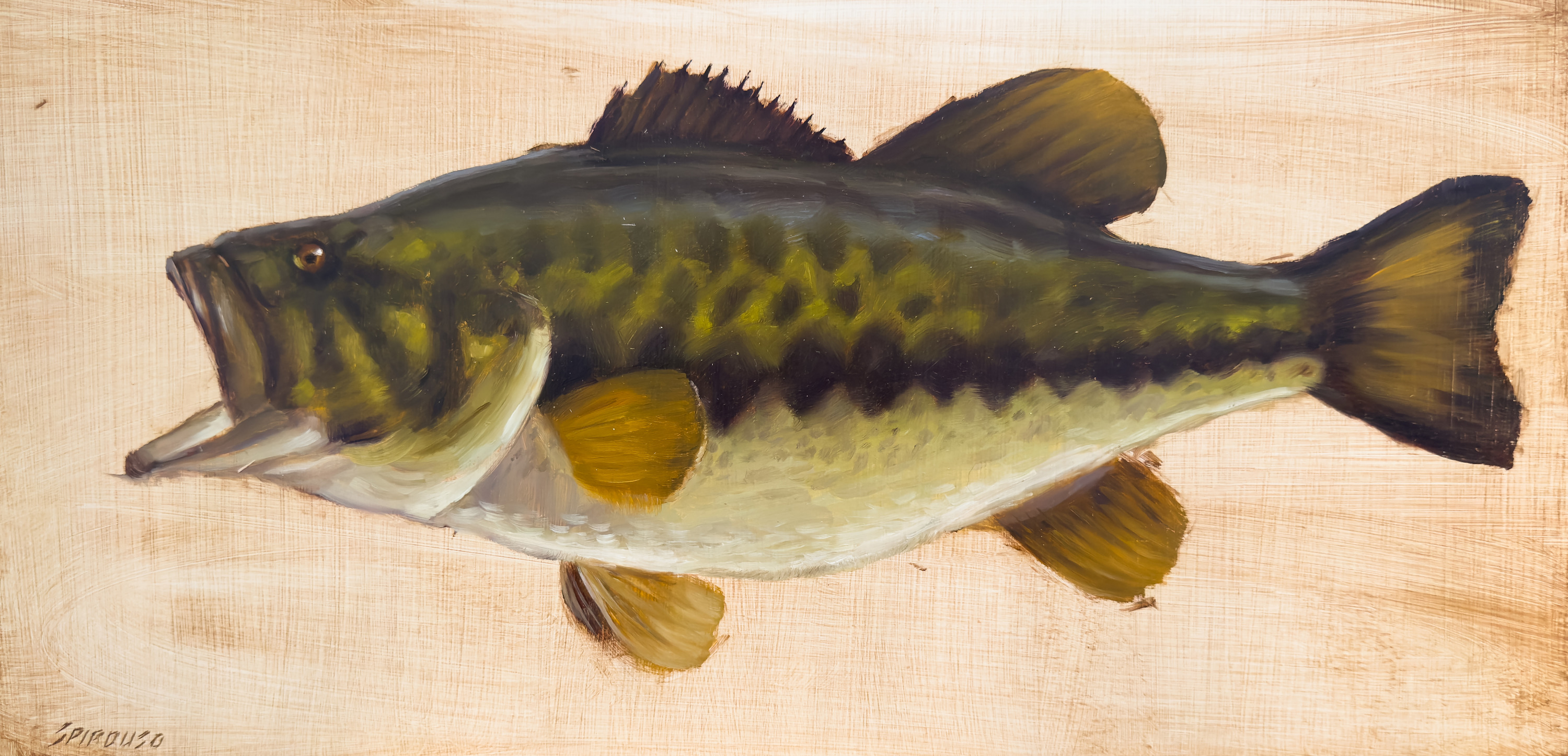 Largemouth bass kpdj6i