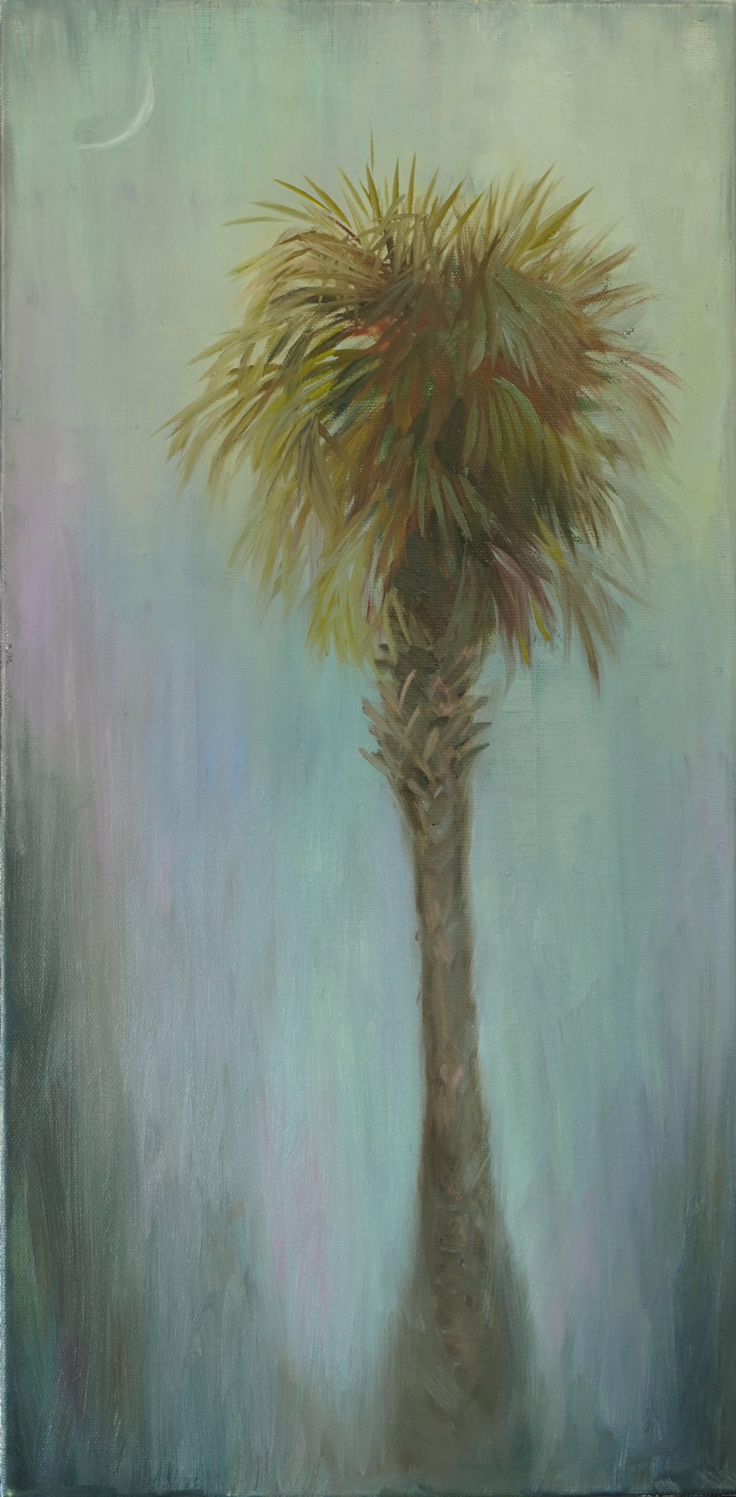 Palmetto moon npfznl