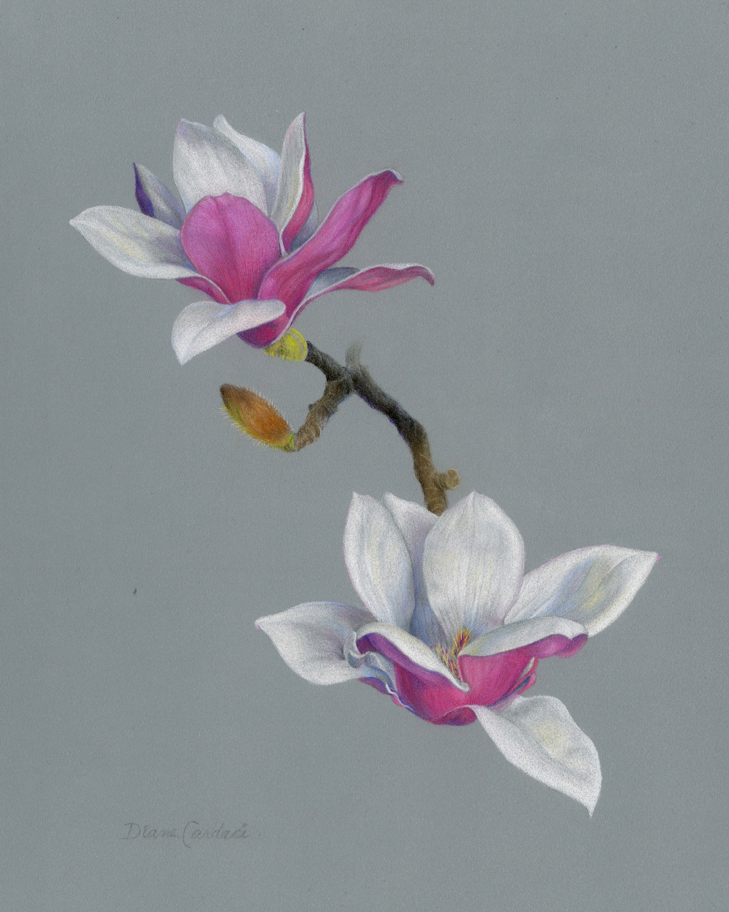 Magnolia blossoms gybf26