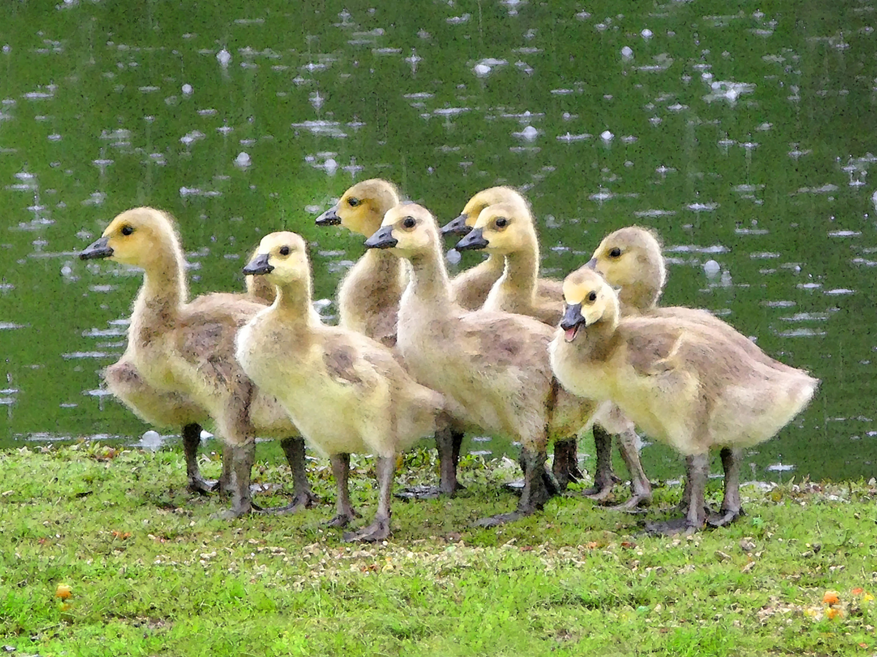 
        <div class='title'>
          Goslings in the Rain sttlvk
        </div>
       