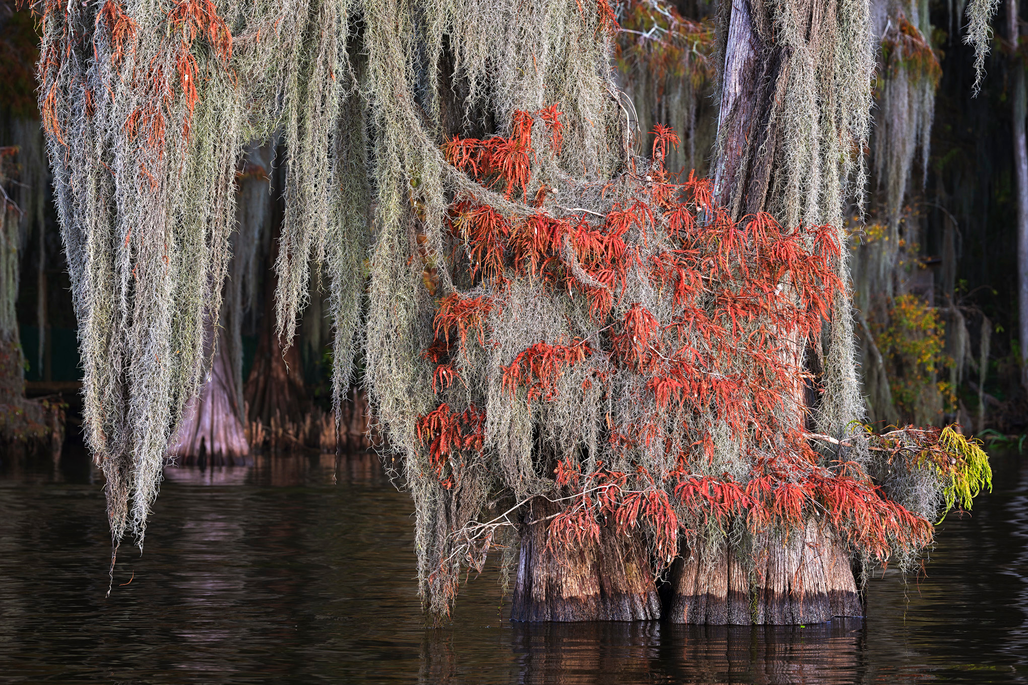 Andy crawford photography bayou autumn tapestry   signed edition xmh7rl