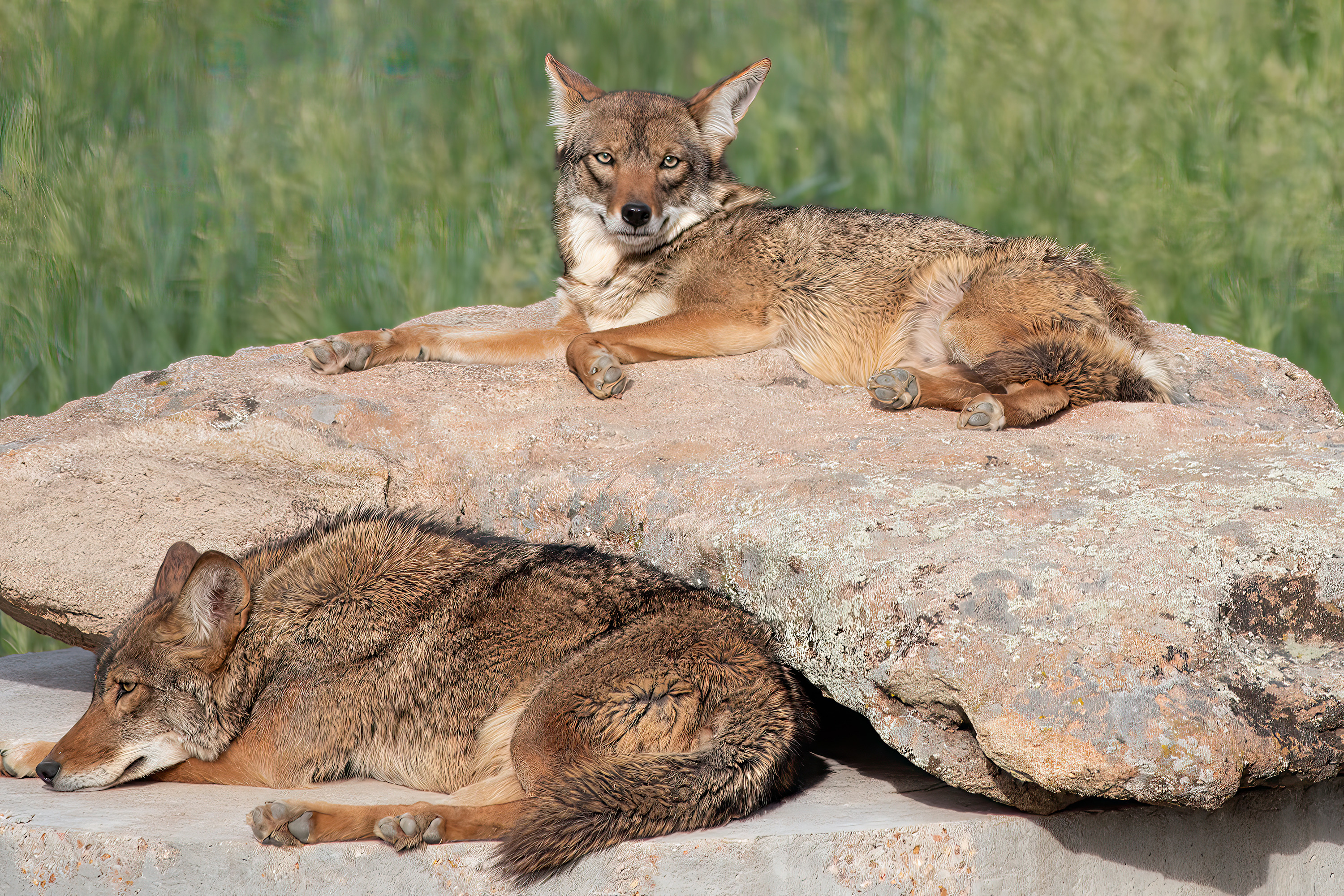 
        <div class='title'>
          Fox on a rock 
        </div>
       
        <div class='description'>
          
        </div>
      