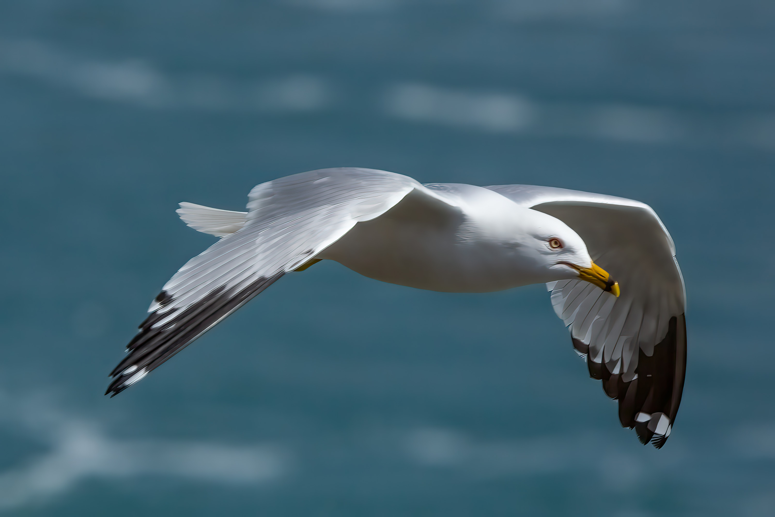 
        <div class='title'>
          Seagull close up above Niagara Falls
        </div>
       
        <div class='description'>
          
        </div>
      