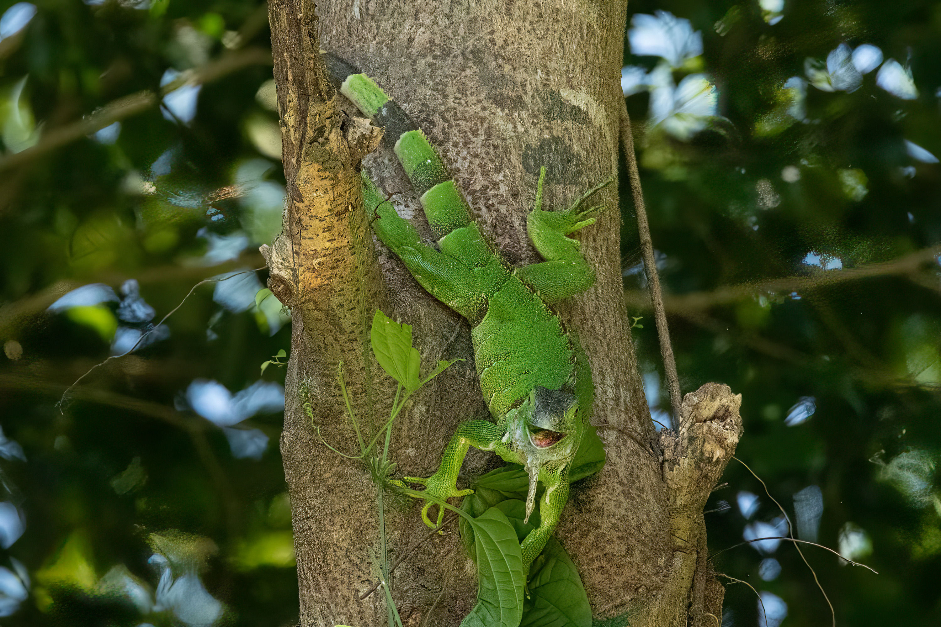 
        <div class='title'>
          Young Iguana Smile
        </div>
       
        <div class='description'>
          
        </div>
      