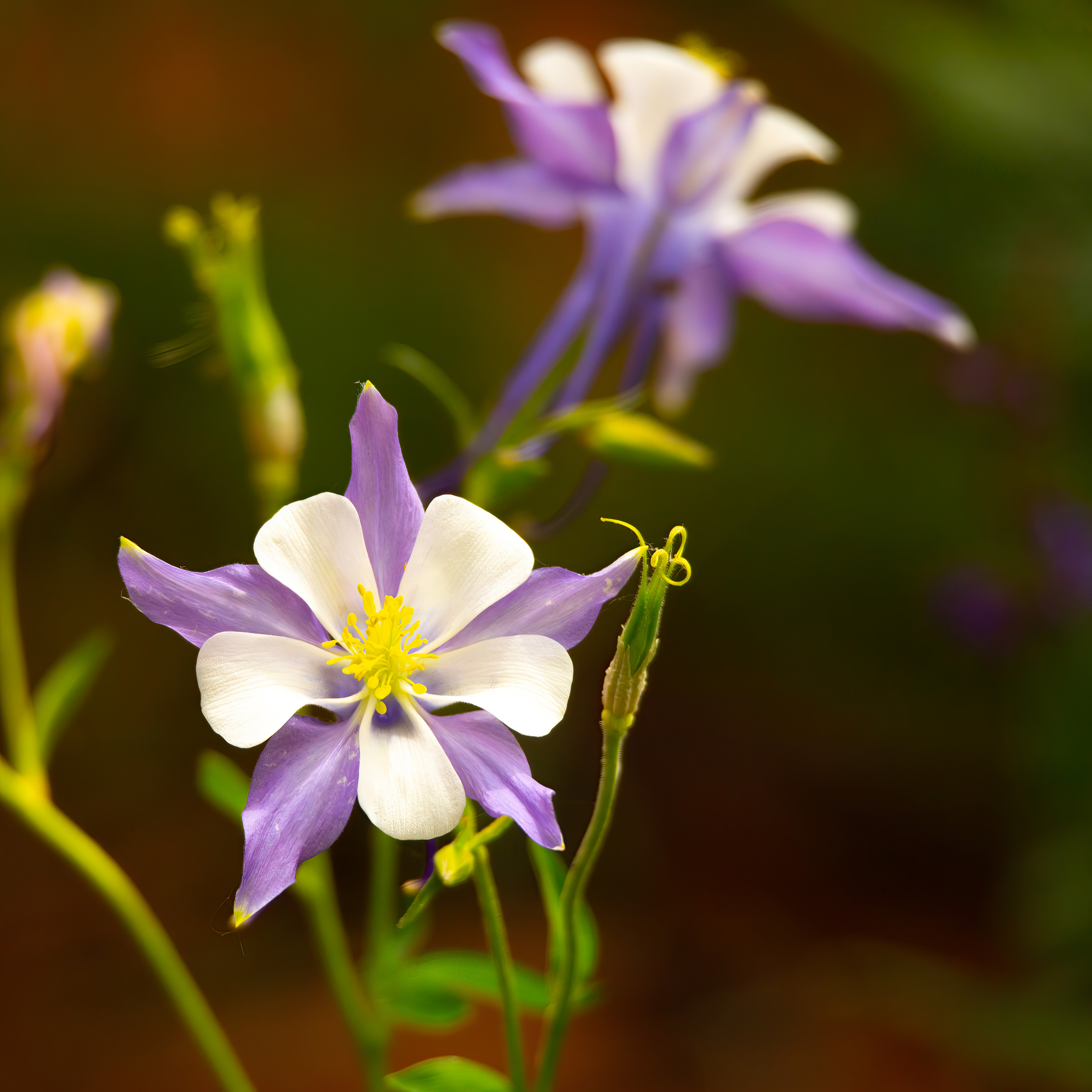 
        <div class='title'>
          Purple Columbine
        </div>
       
        <div class='description'>
          
        </div>
      