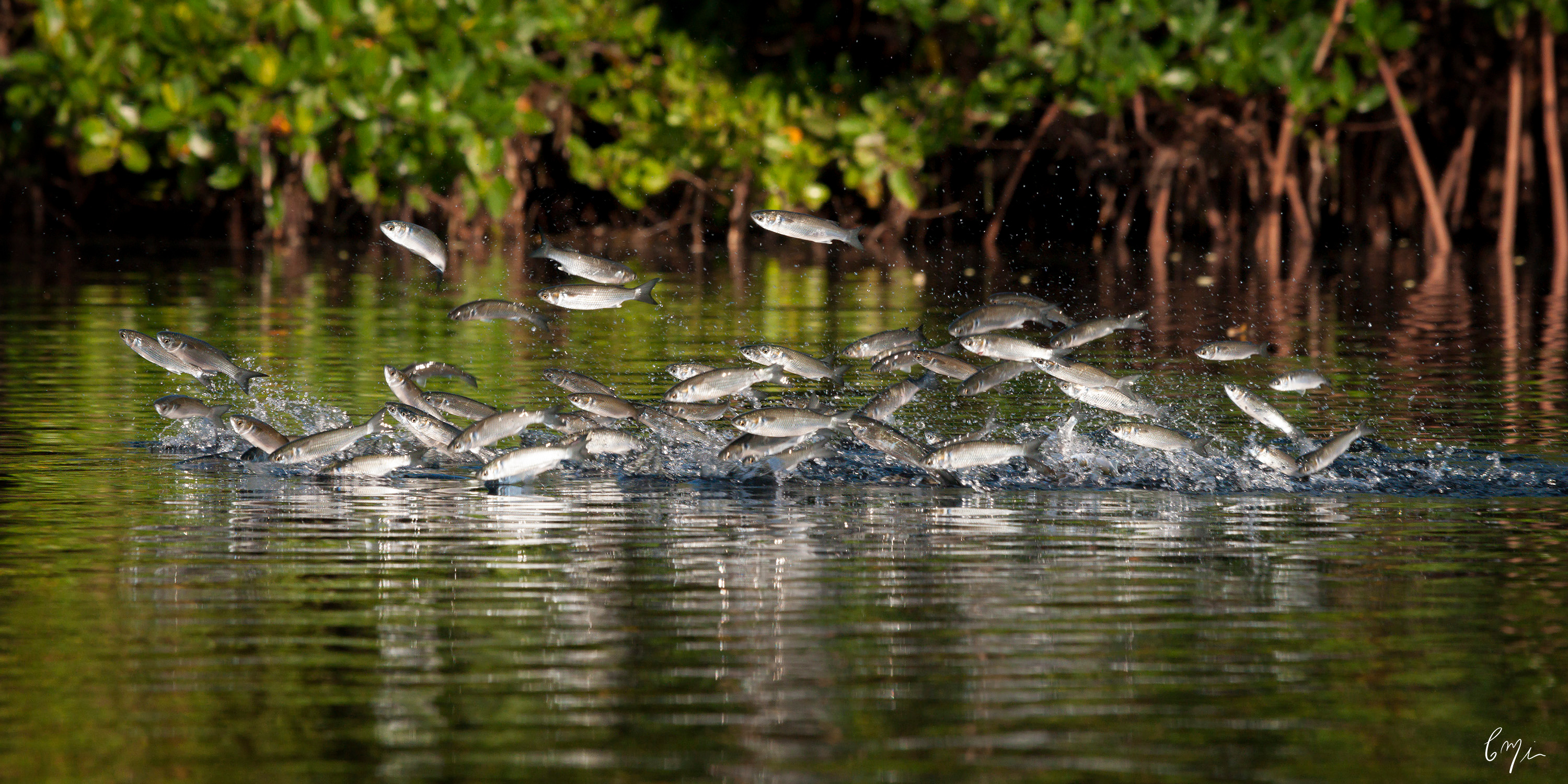 
        <div class='title'>
          Why Do Fish Jump
        </div>
       
