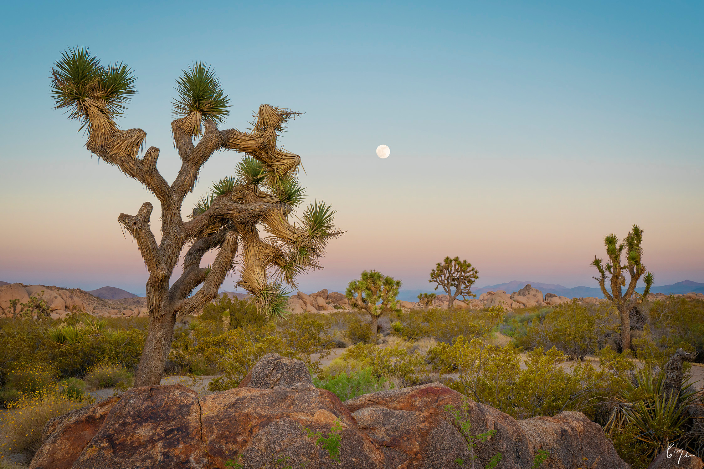 
        <div class='title'>
          Joshua Tree 2
        </div>
       