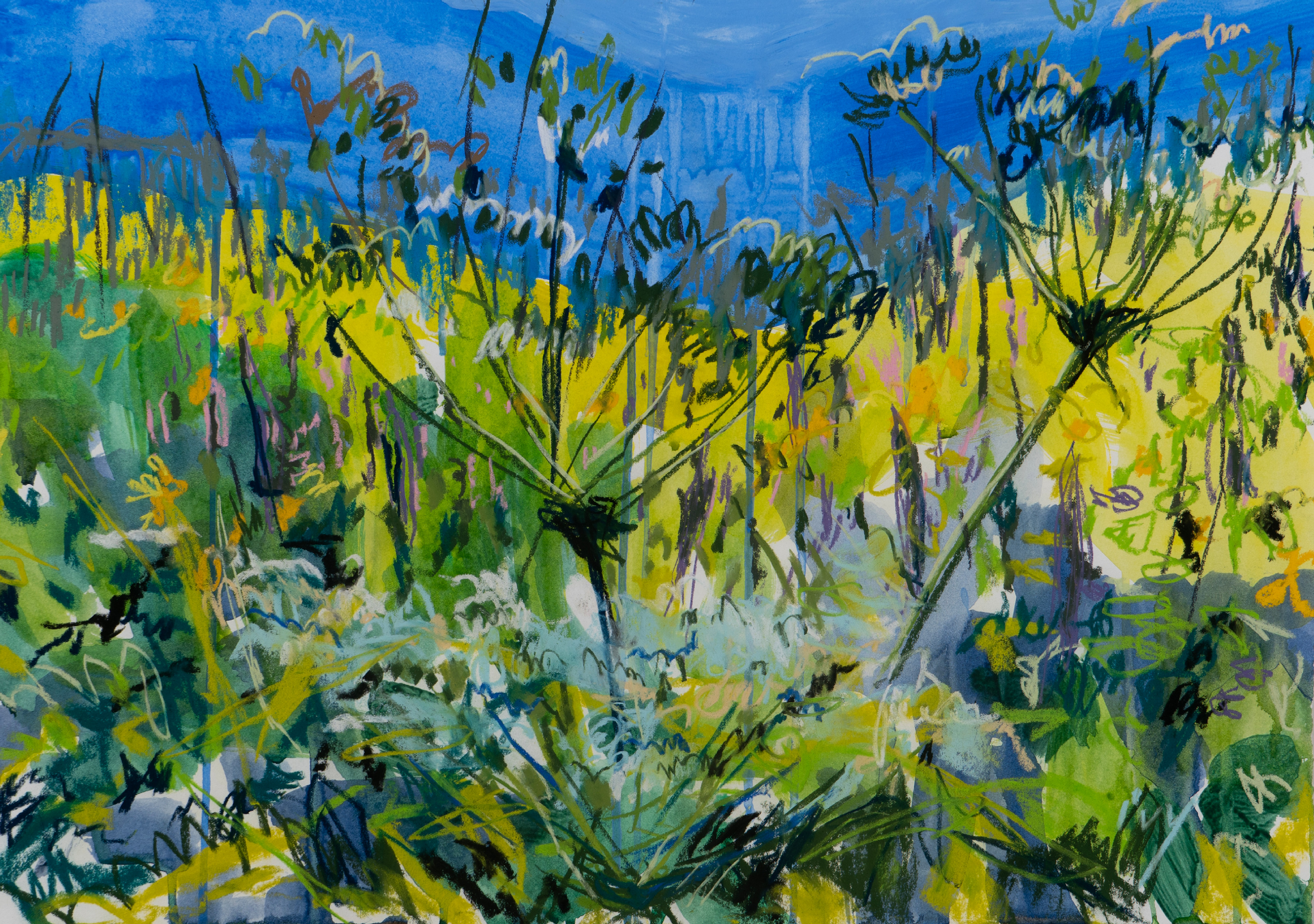
        <div class='title'>
          Umbels and Sun
        </div>
       
        <div class='description'>
          
        </div>
      