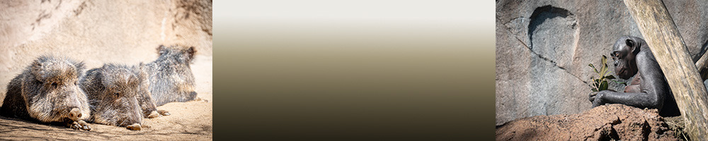 
        <div class='title'>
          200banner zoo
        </div>
       
