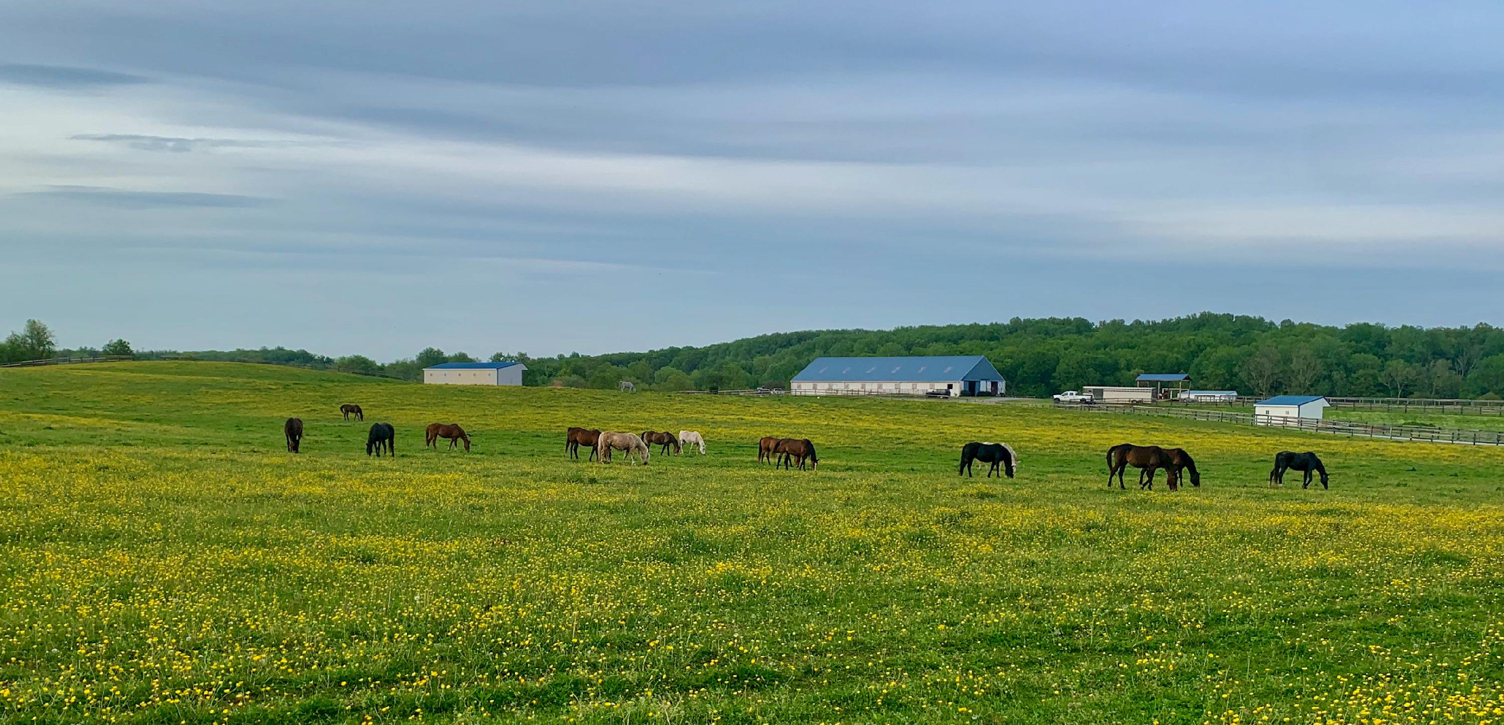 
        <div class='title'>
          Buttercup Fields Forever
        </div>
       
        <div class='description'>
          
        </div>
      