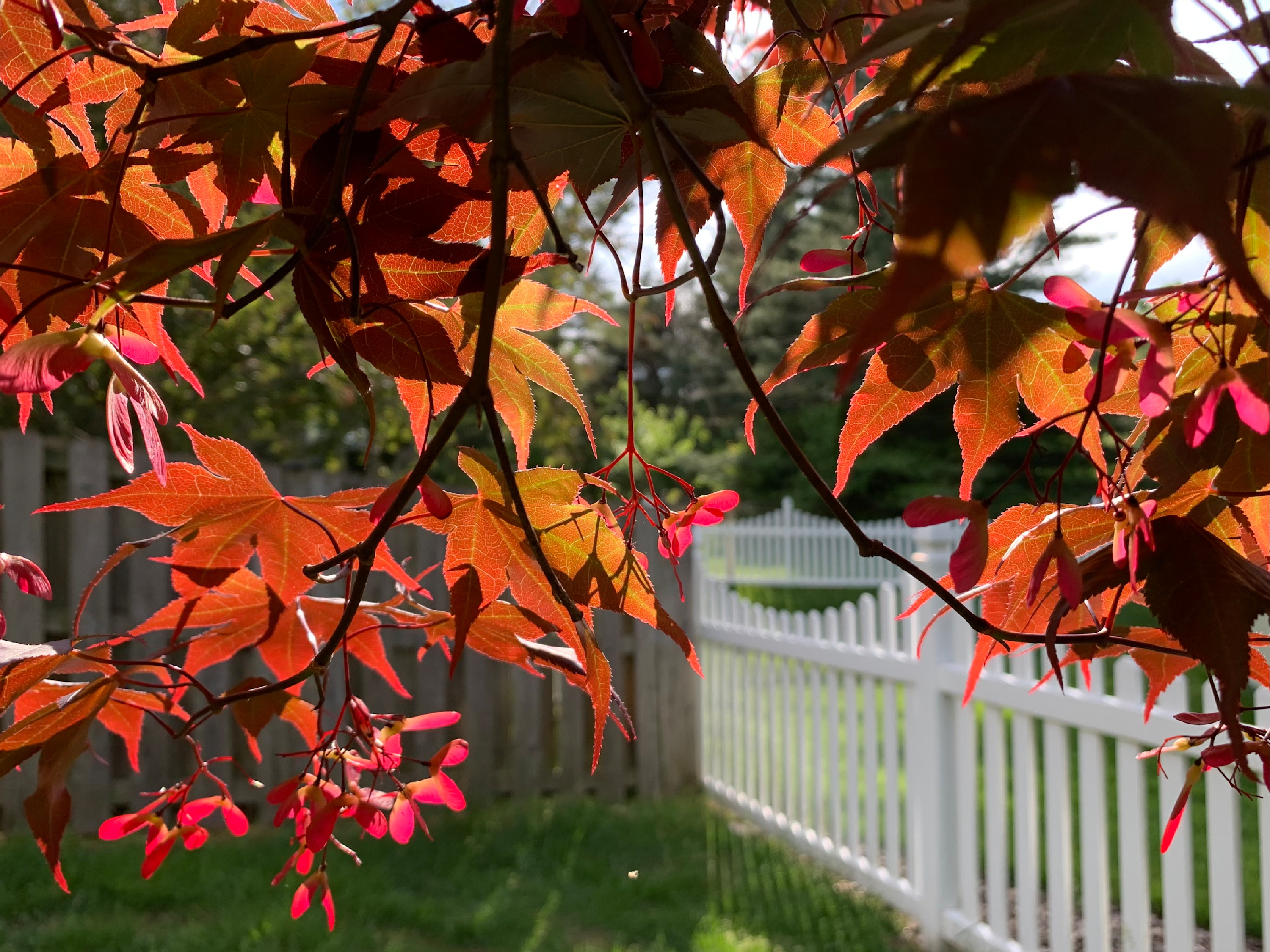 
        <div class='title'>
          Sun Maple
        </div>
       
        <div class='description'>
          
        </div>
      