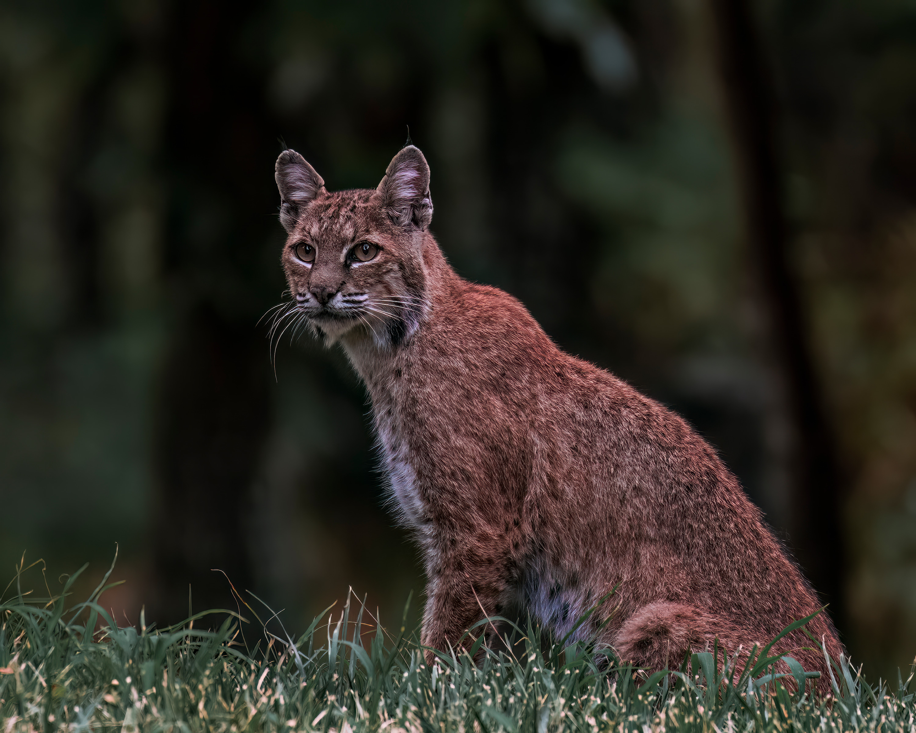 
        <div class='title'>
          BobcatSummer2
        </div>
       
        <div class='description'>
          
        </div>
      