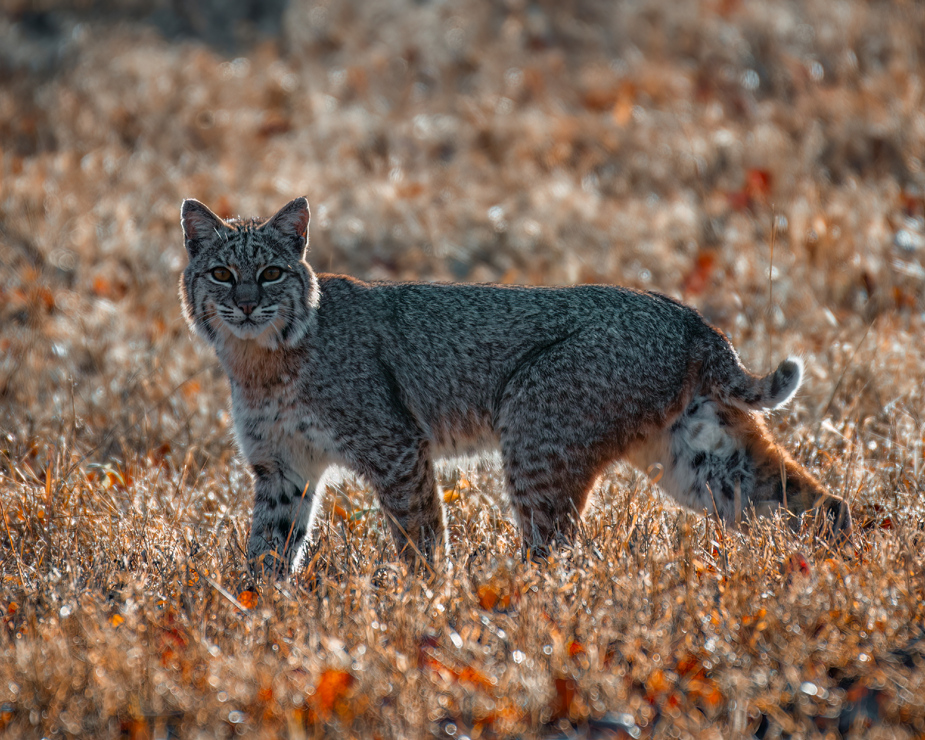 
        <div class='title'>
          BobcatMorning
        </div>
       
        <div class='description'>
          
        </div>
      
