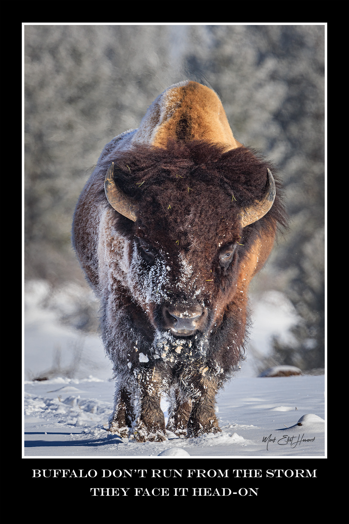 Bison in snow limited edition web tspnyj