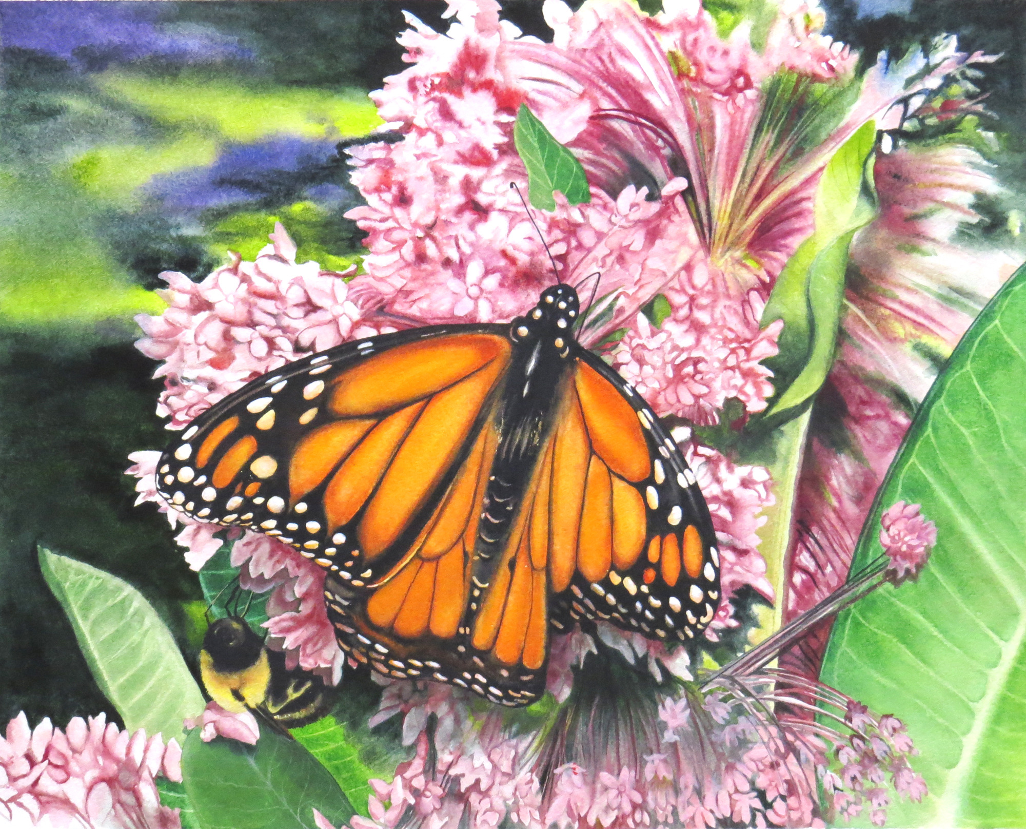 Trio monarch on milkweed 750 16x20 yroym2