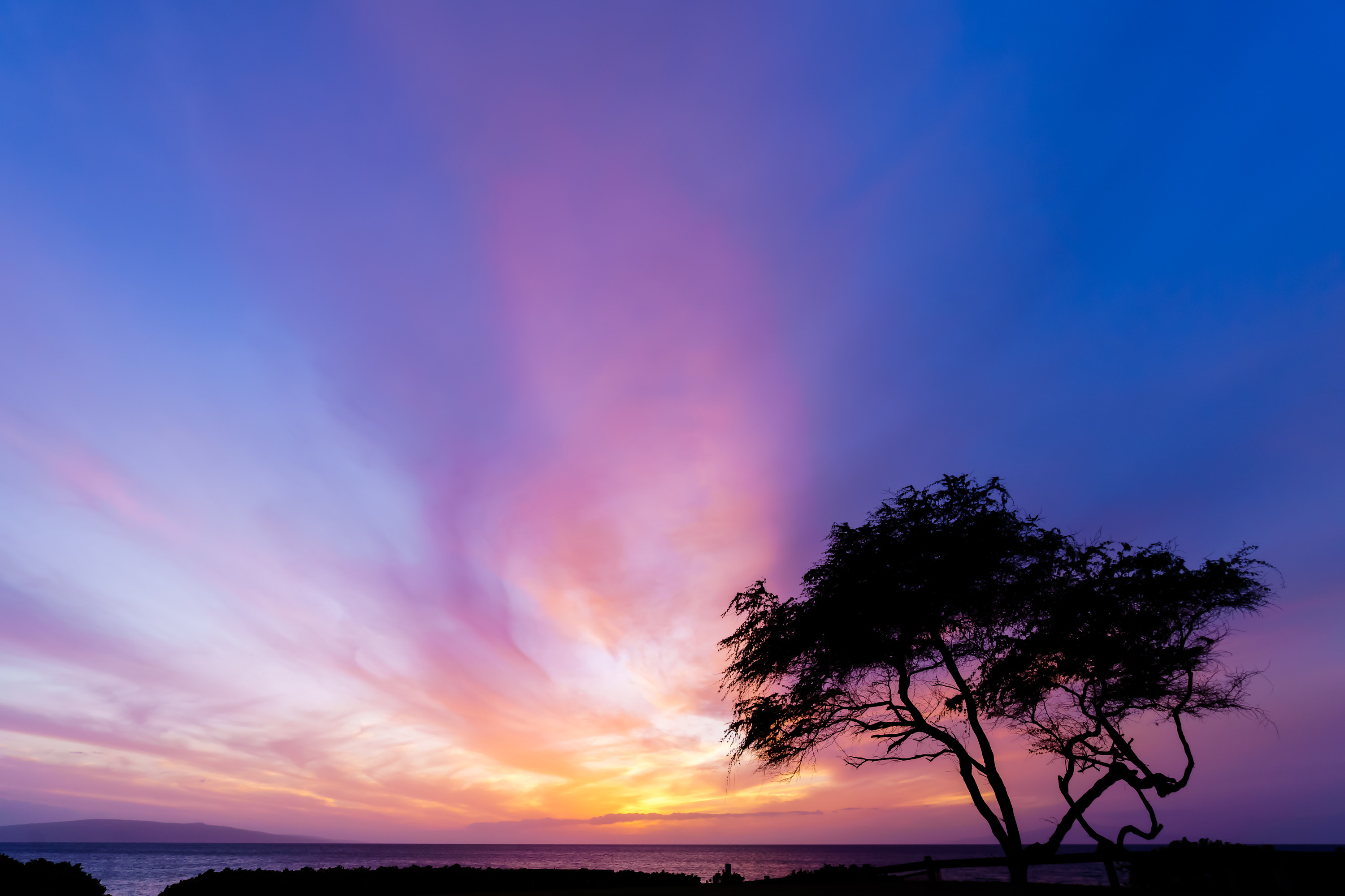 
        <div class='title'>
          Lonely Tree
        </div>
       
        <div class='description'>
          
        </div>
      