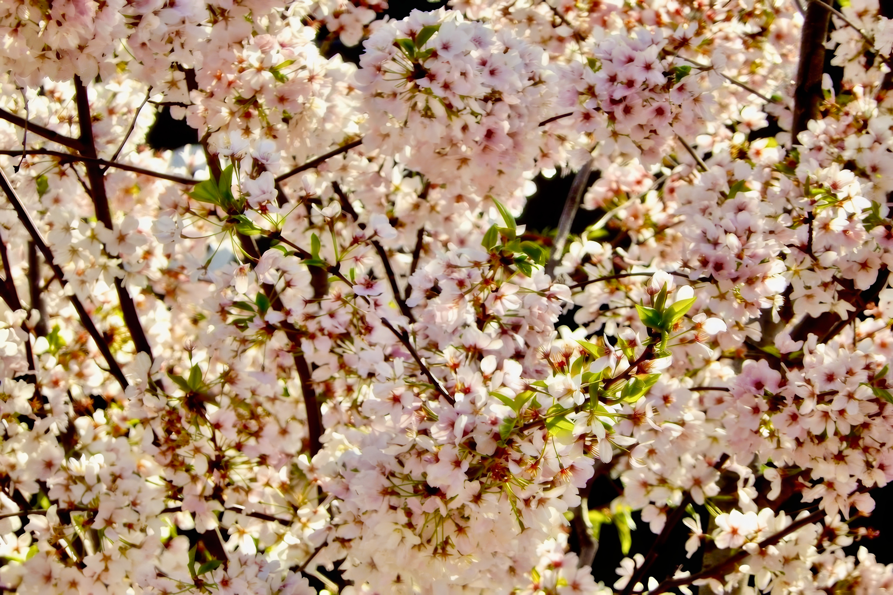 
        <div class='title'>
          Cherry Blossoms DC 2015
        </div>
       
        <div class='description'>
          
        </div>
      