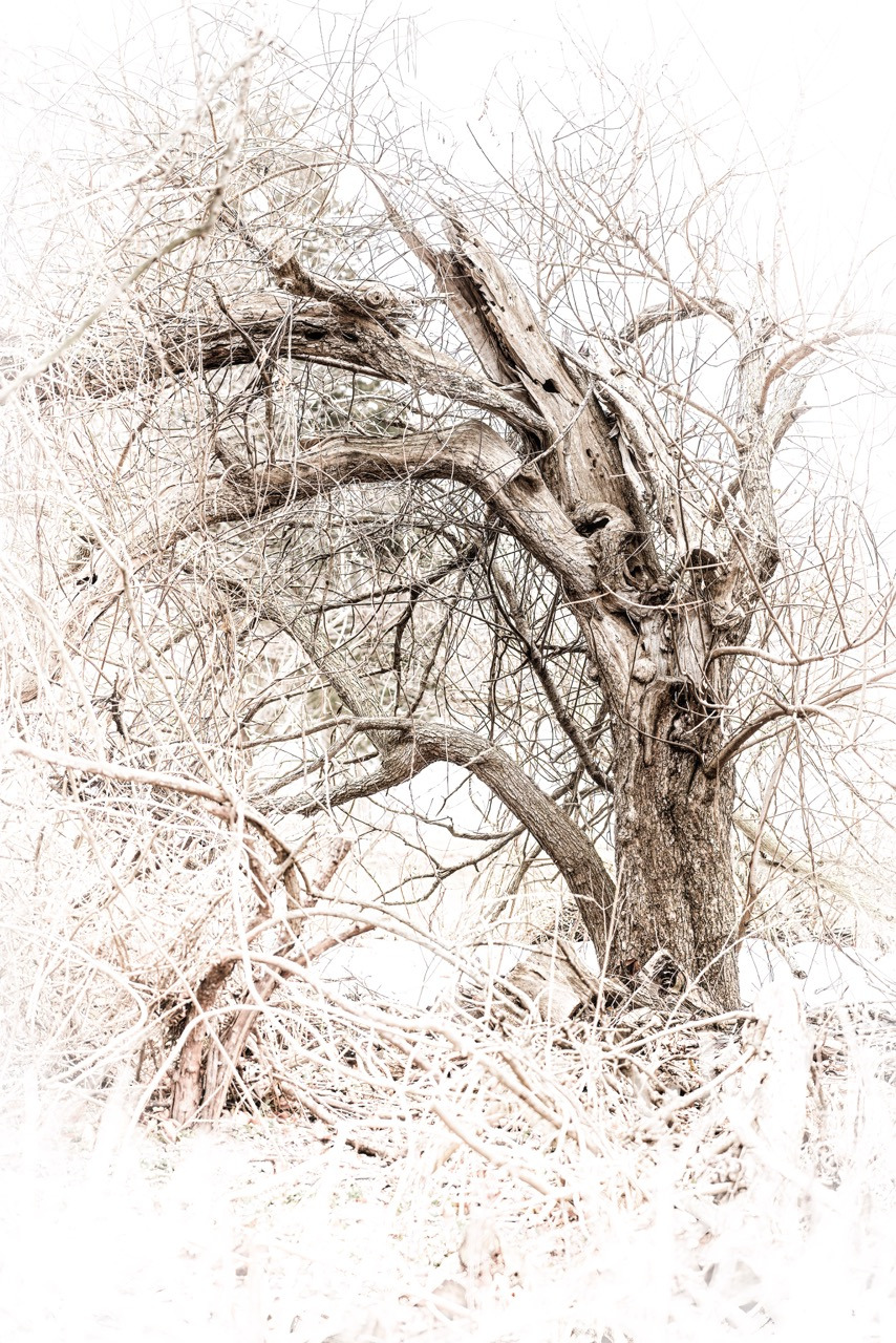 Gnarly tree large u1ubaa