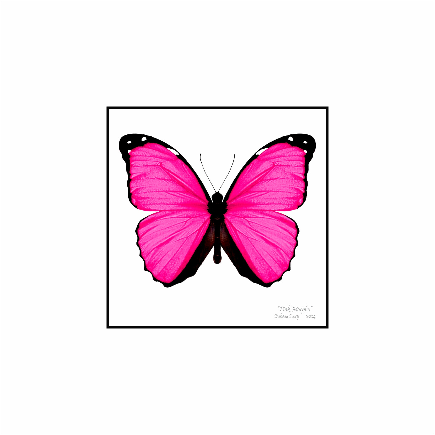 Pink Morpho Art | Insectworks.com
