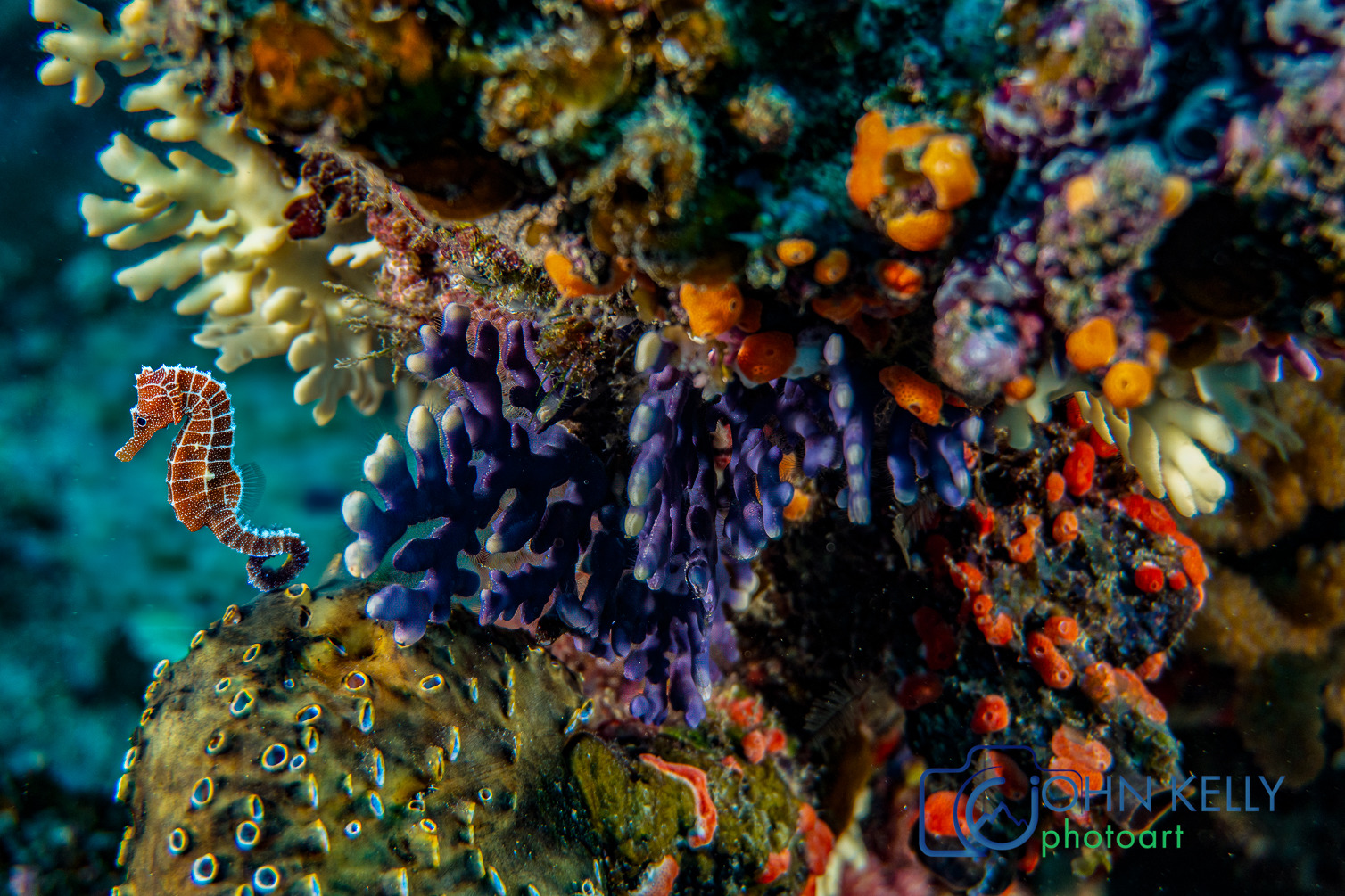 
        <div class='title'>
          Fiji seahorse lr 
        </div>
       
