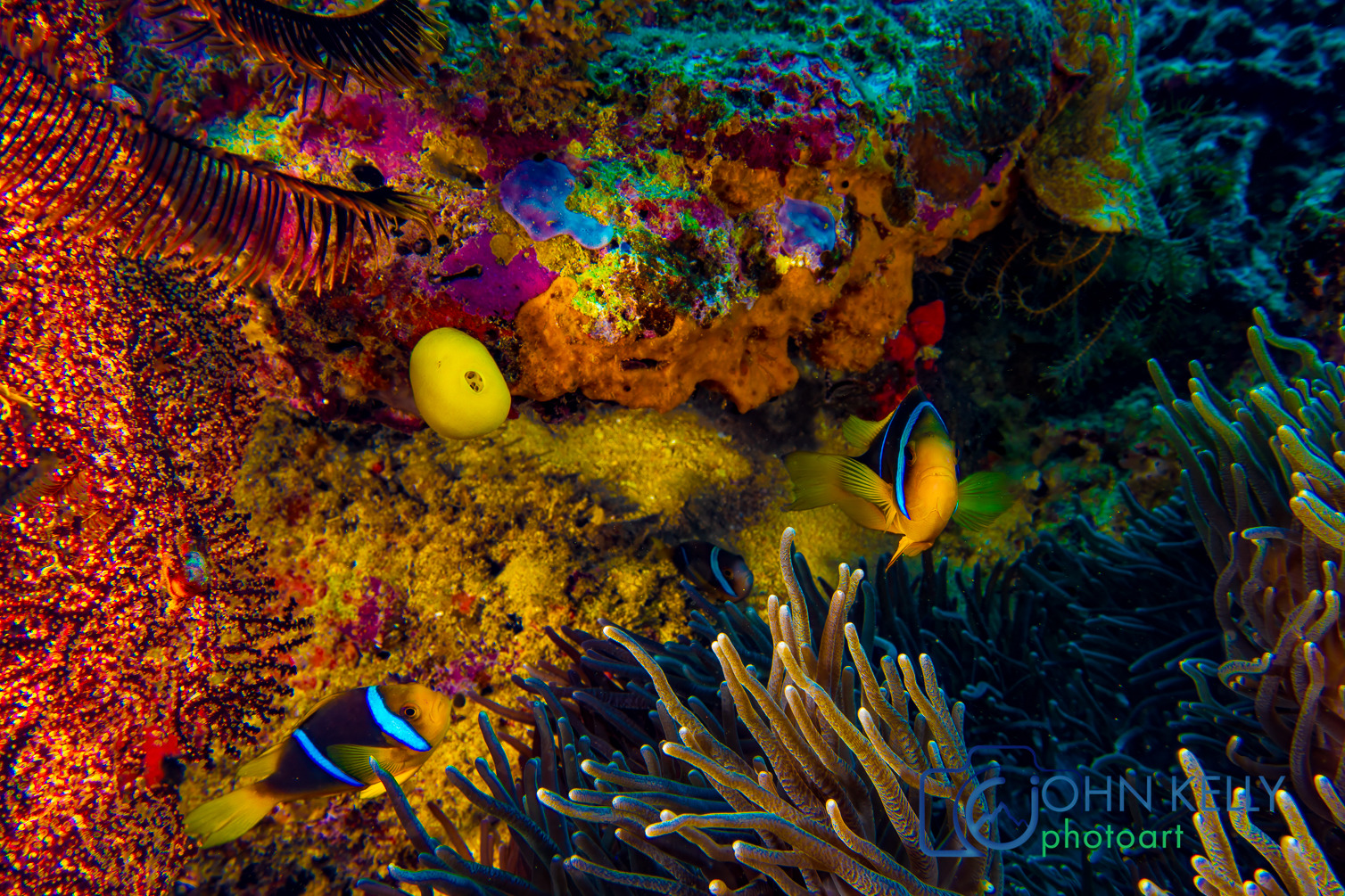 
        <div class='title'>
          two aneome fish super color LR wm 
        </div>
       