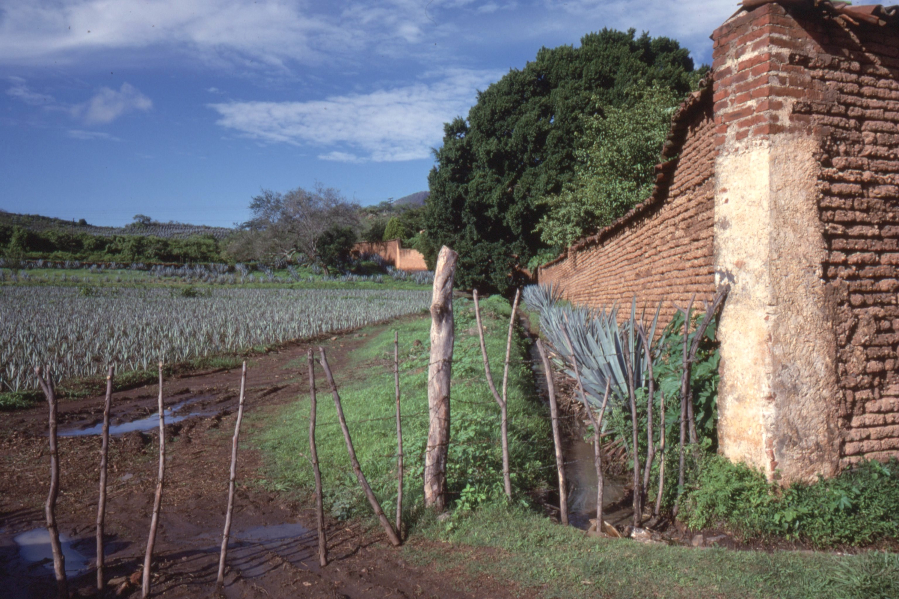 1.8 agave field adobe wall dadpwg