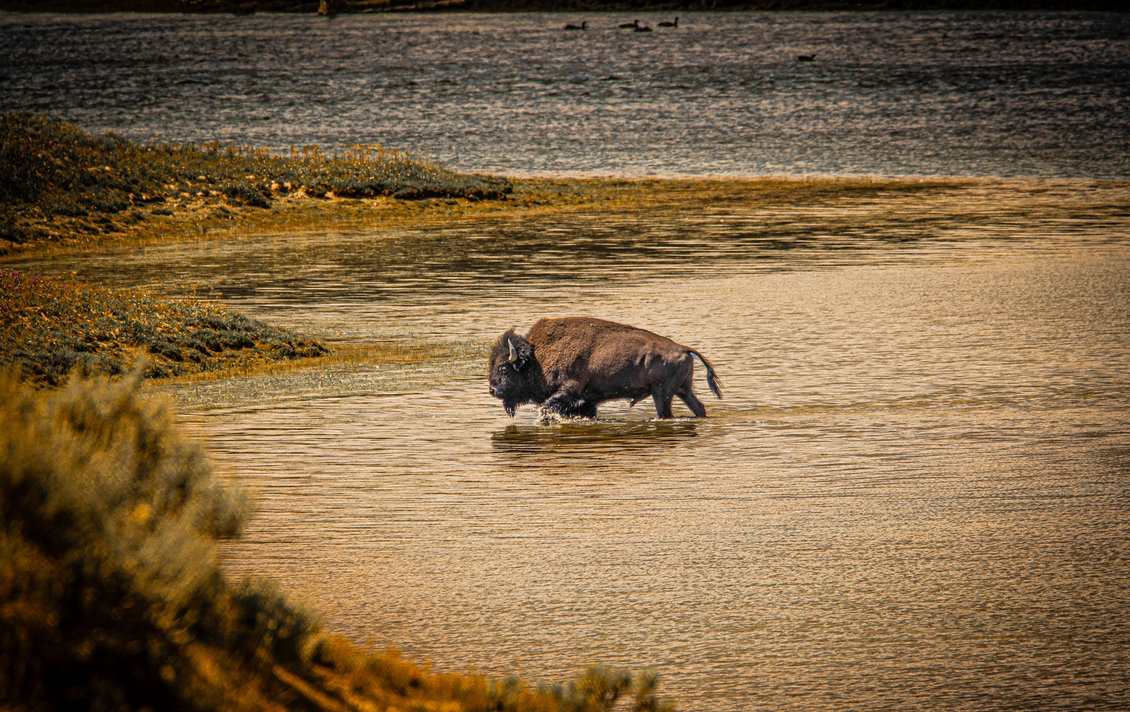 
        <div class='title'>
          The Lonely Bull
        </div>
       