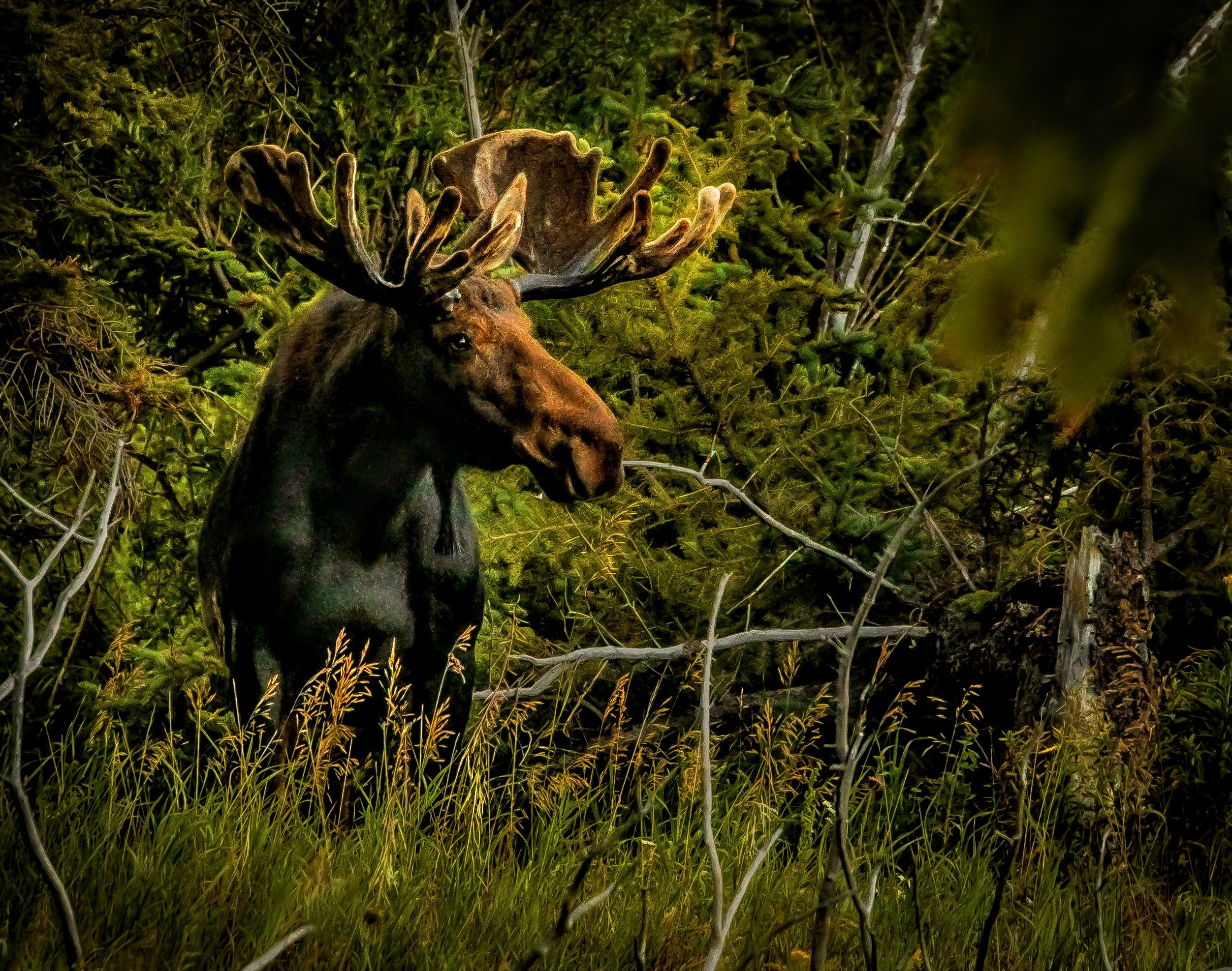 
        <div class='title'>
          Bullwinkle
        </div>
       
