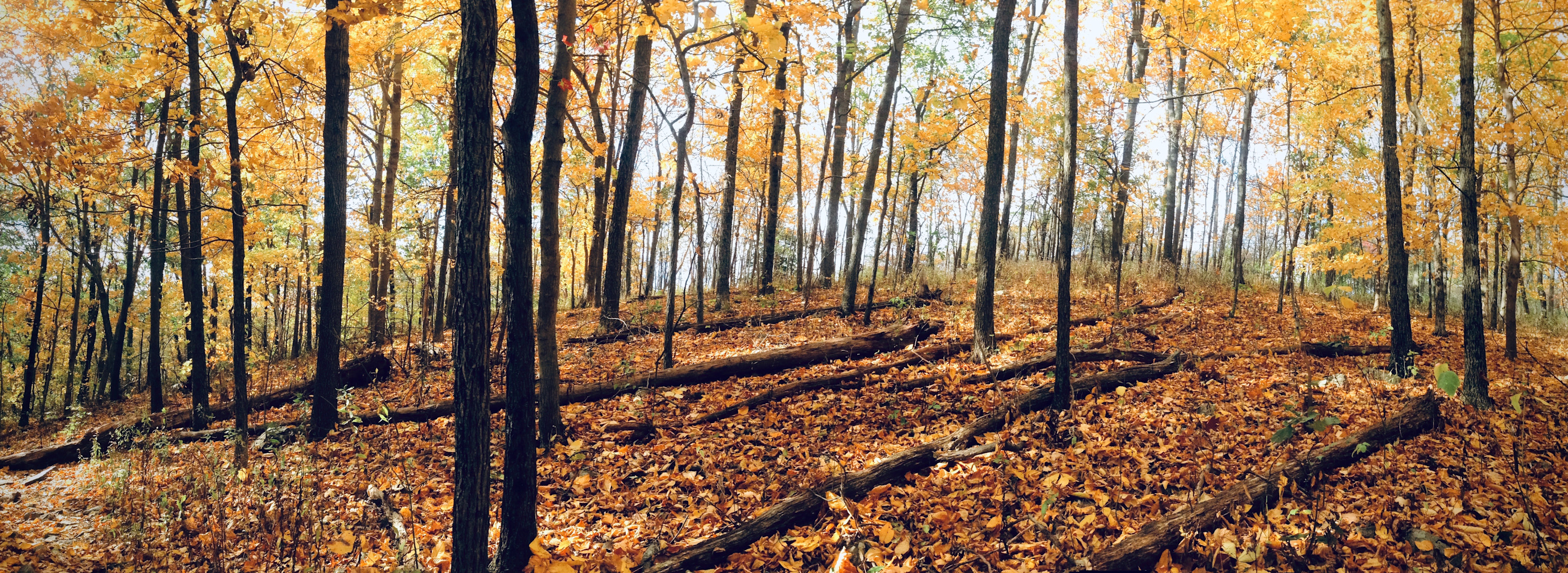 
        <div class='title'>
          Michelle Riley Yellowforestpano iru6qy
        </div>
       
        <div class='description'>
          
        </div>
      
