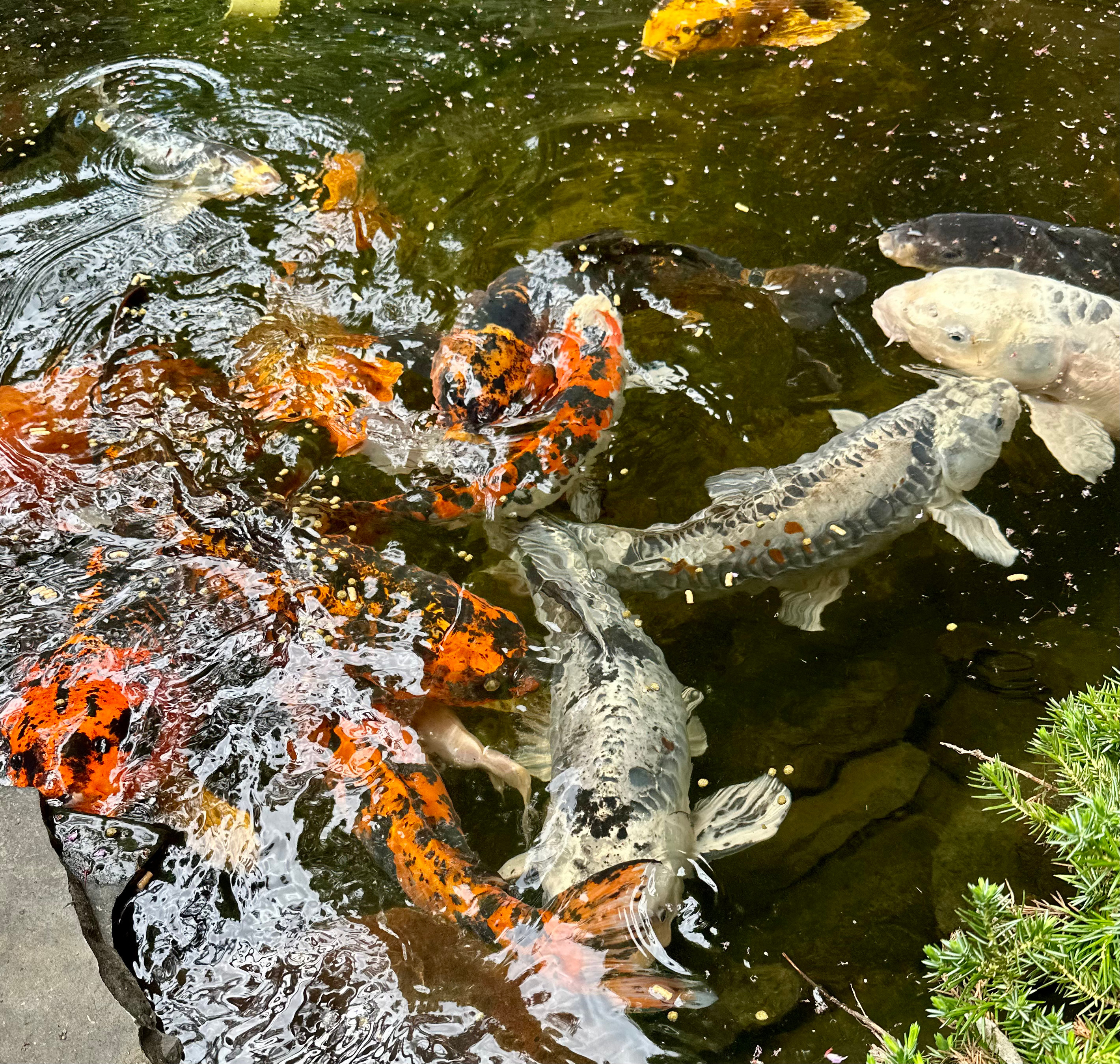 
        <div class='title'>
          Koi 4
        </div>
       
        <div class='description'>
          
        </div>
      
