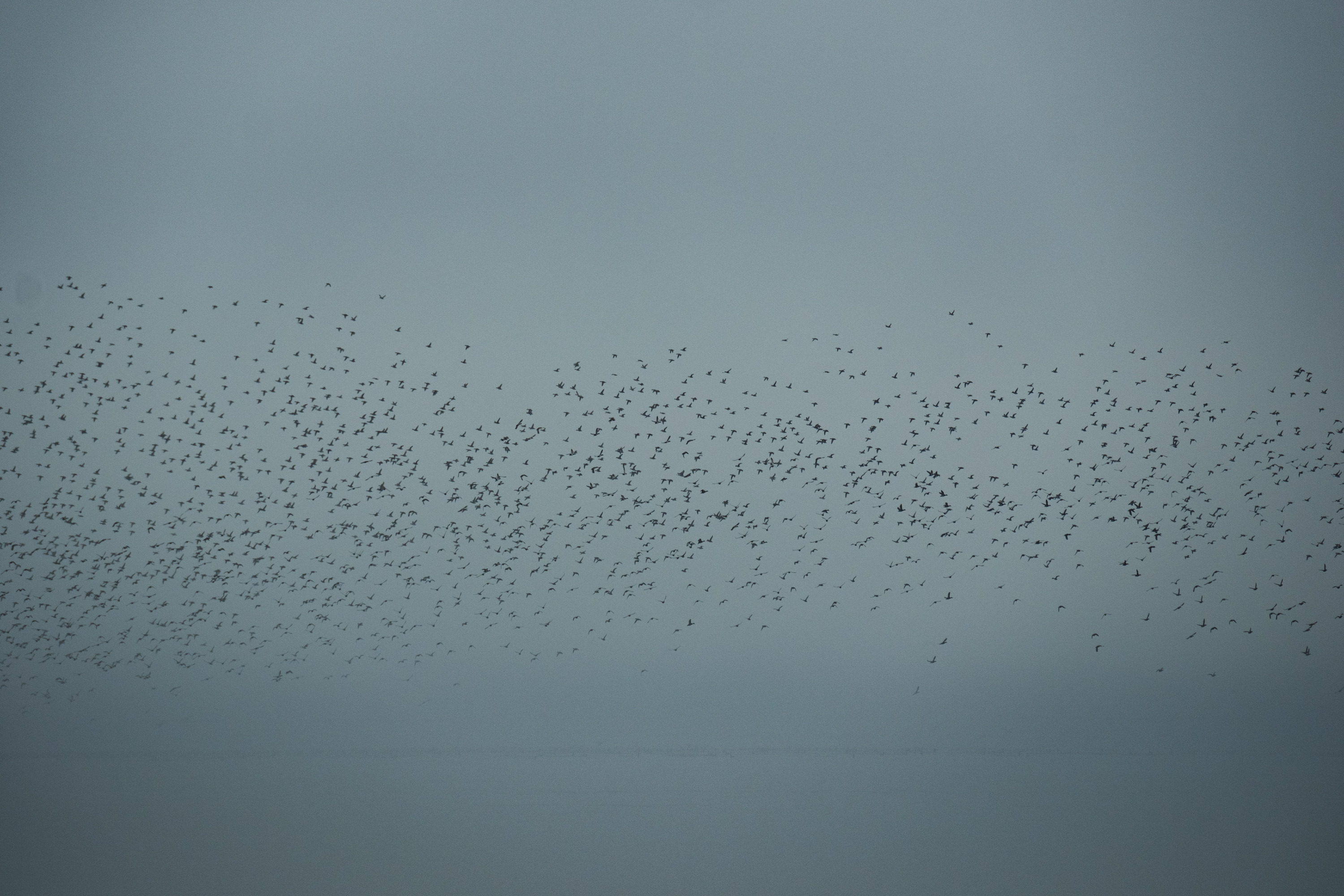 
        <div class='title'>
          The Flock
        </div>
       
        <div class='description'>
          
        </div>
      