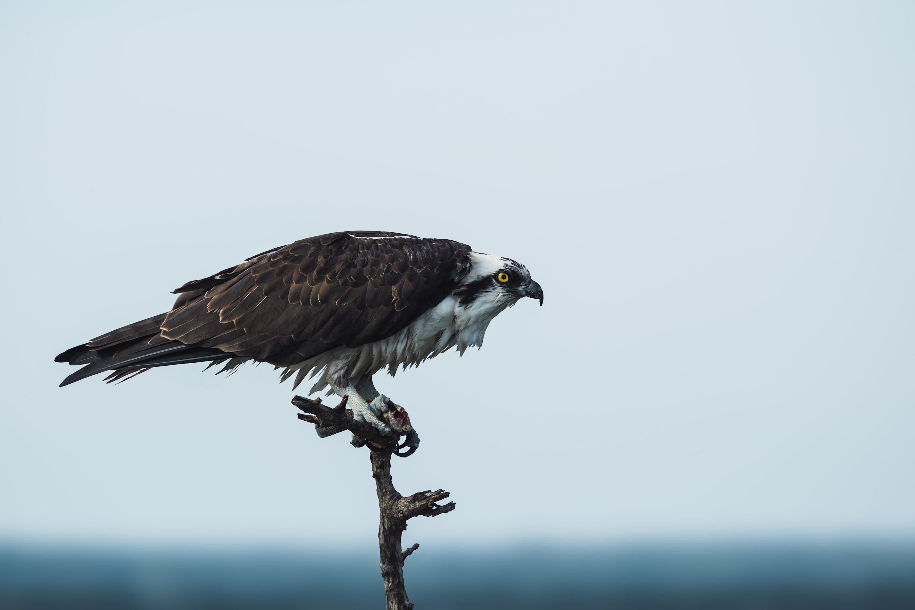 
        <div class='title'>
          birds
        </div>
       
        <div class='description'>
          
        </div>
      