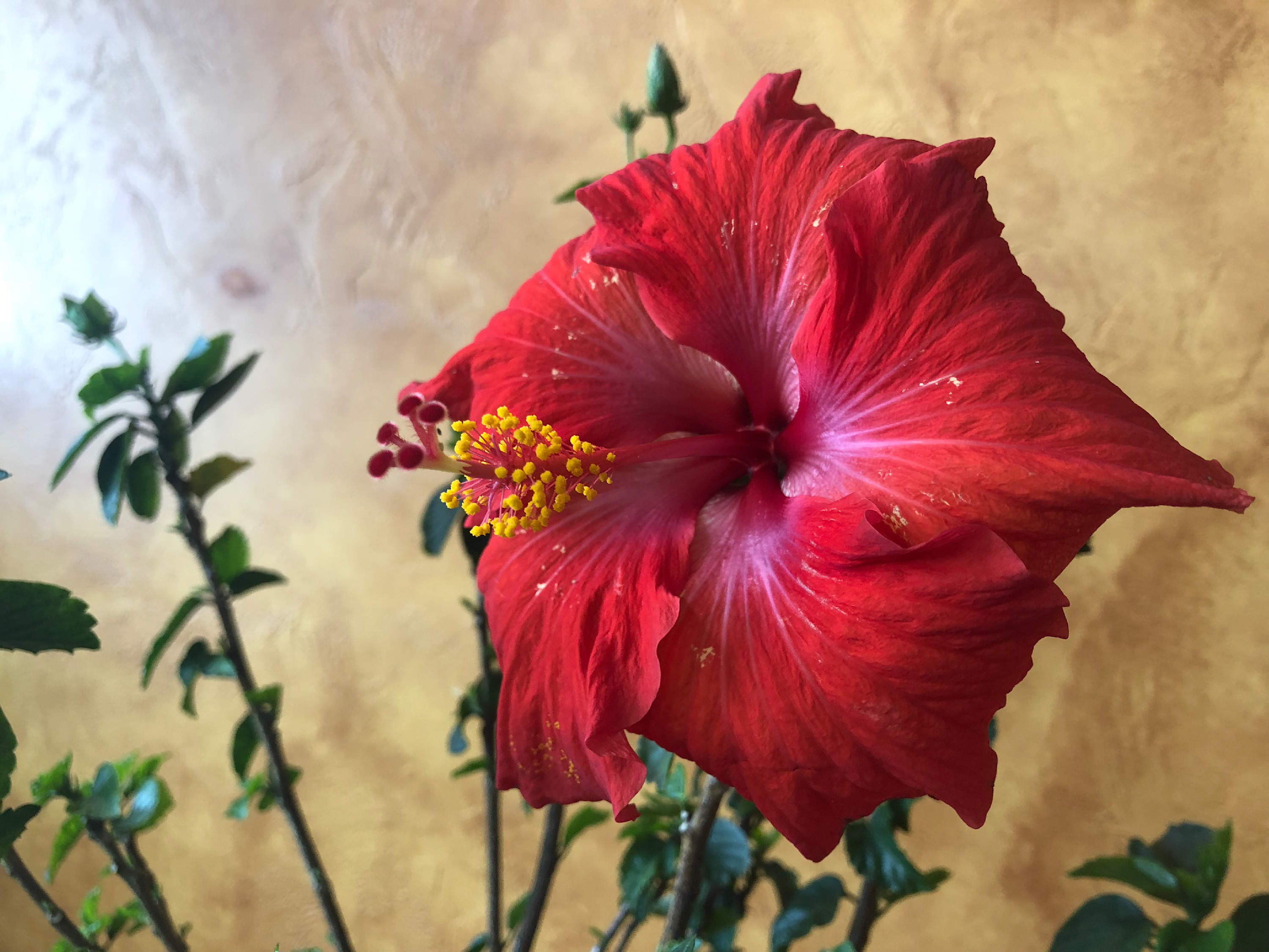 
        <div class='title'>
          Hibiscus 1
        </div>
       
        <div class='description'>
          
        </div>
      